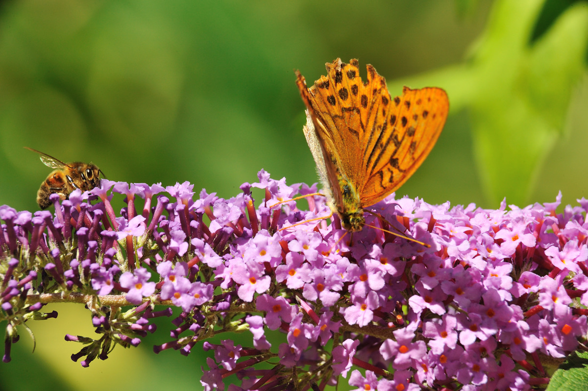 FLR05-Buddleia-et-Papillon-Tabac-d-espagne-de-Patrice-Messon.jpg