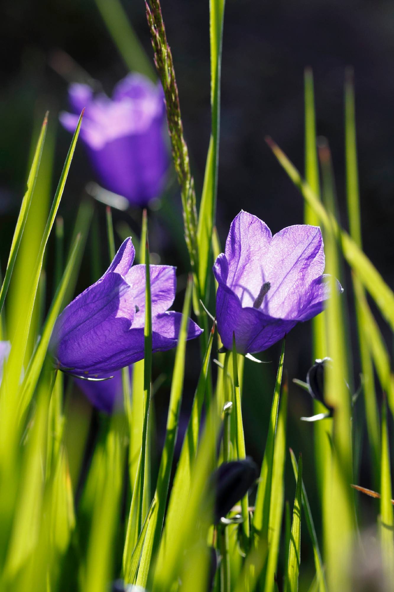 FLR06-Campanule-de-Michel-Gorgeu.JPG