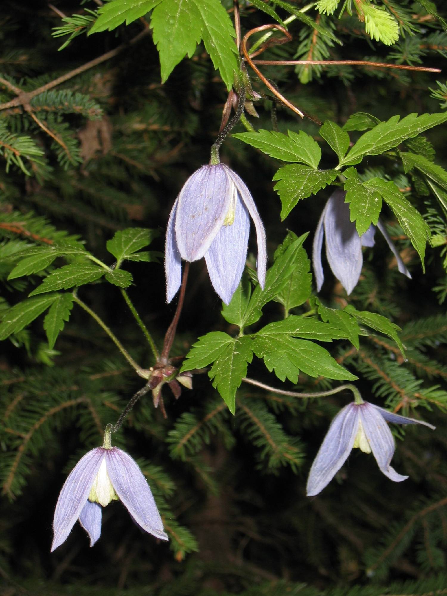 FLR19-Clematites-de-Marcelle-Dagault.JPG