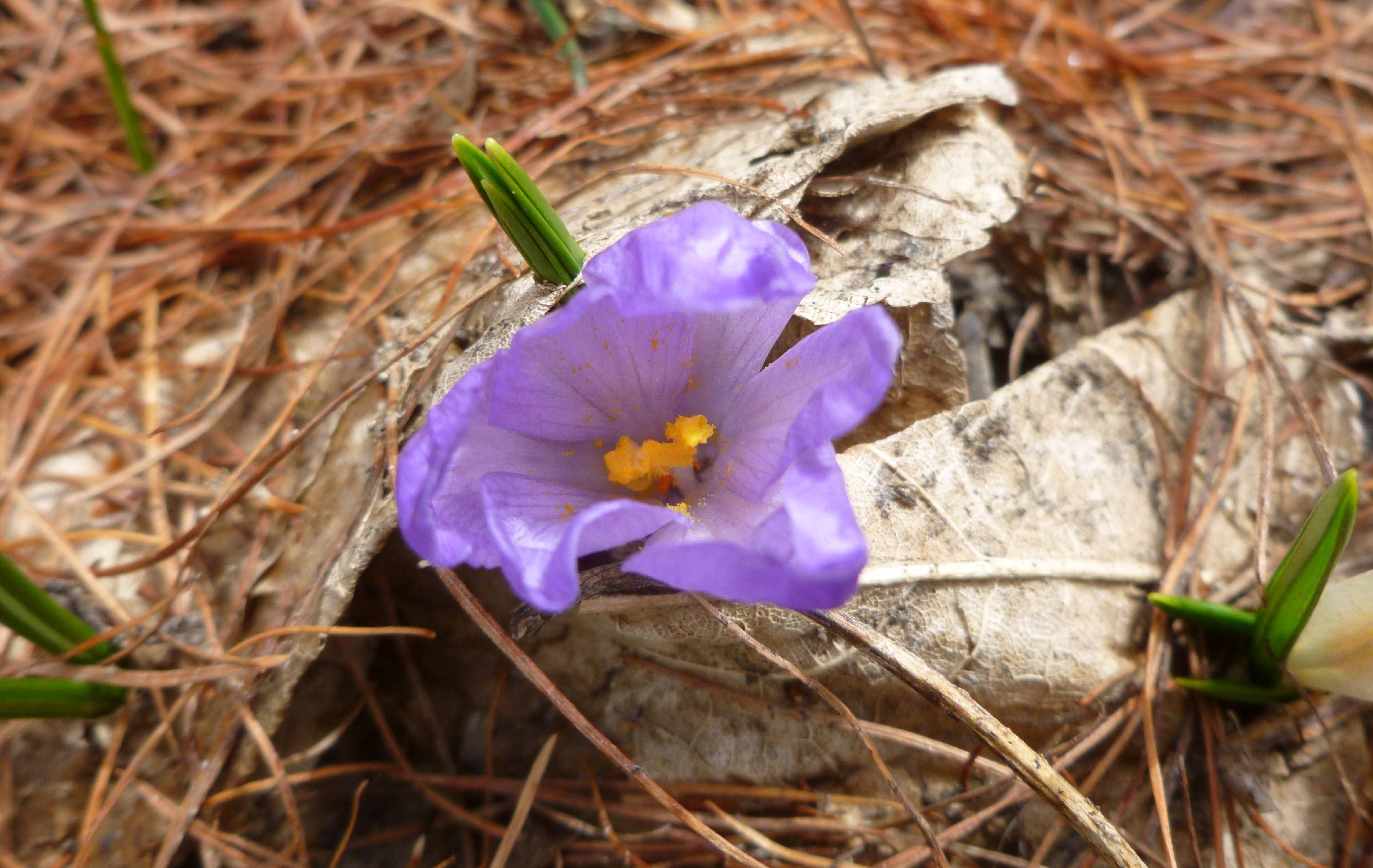 FLR20-Crocus-au-trois-Croix-de-Stephanie-Lonchampt.jpg