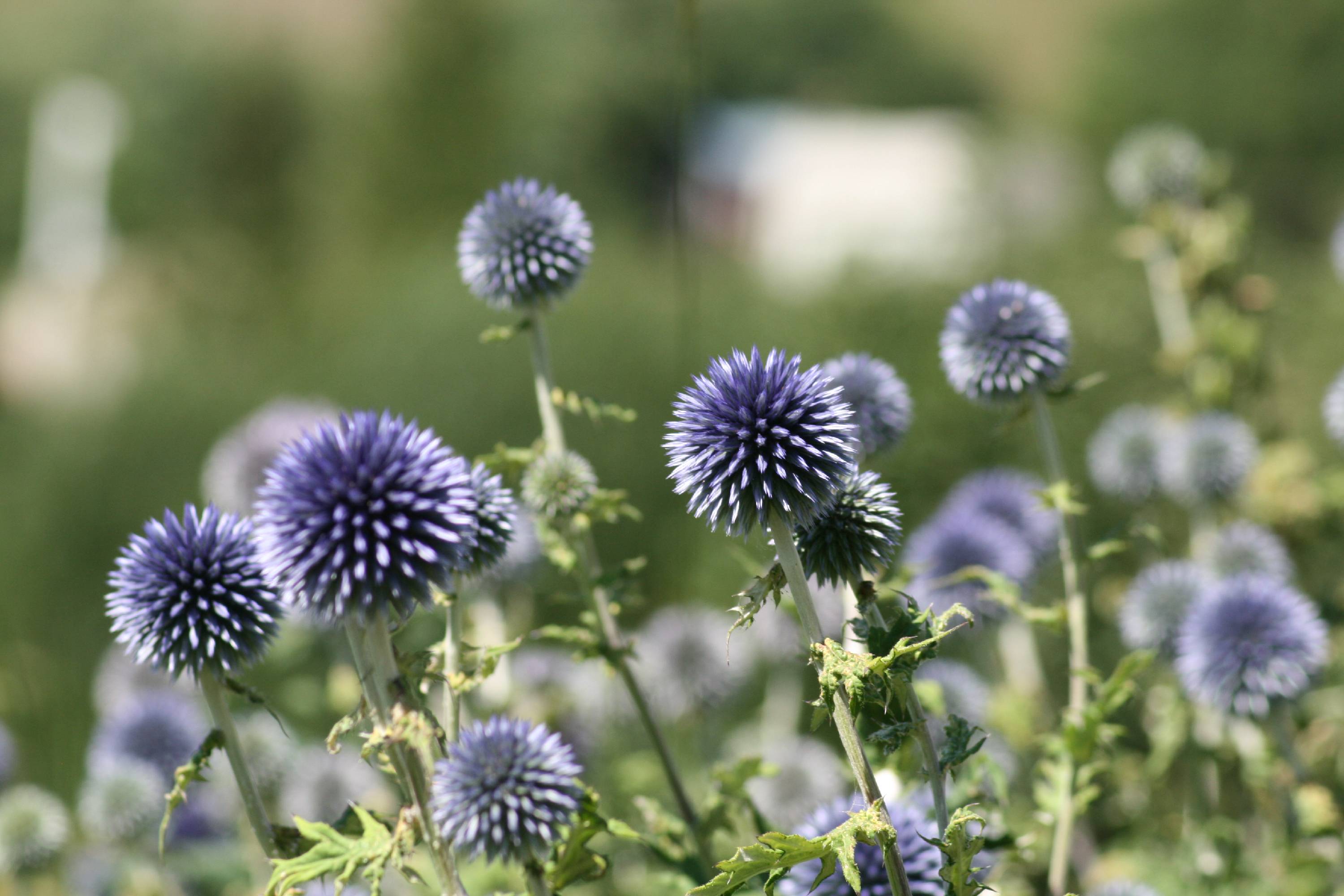 FLR23-Echinops-de-Hubert-Dodat.JPG