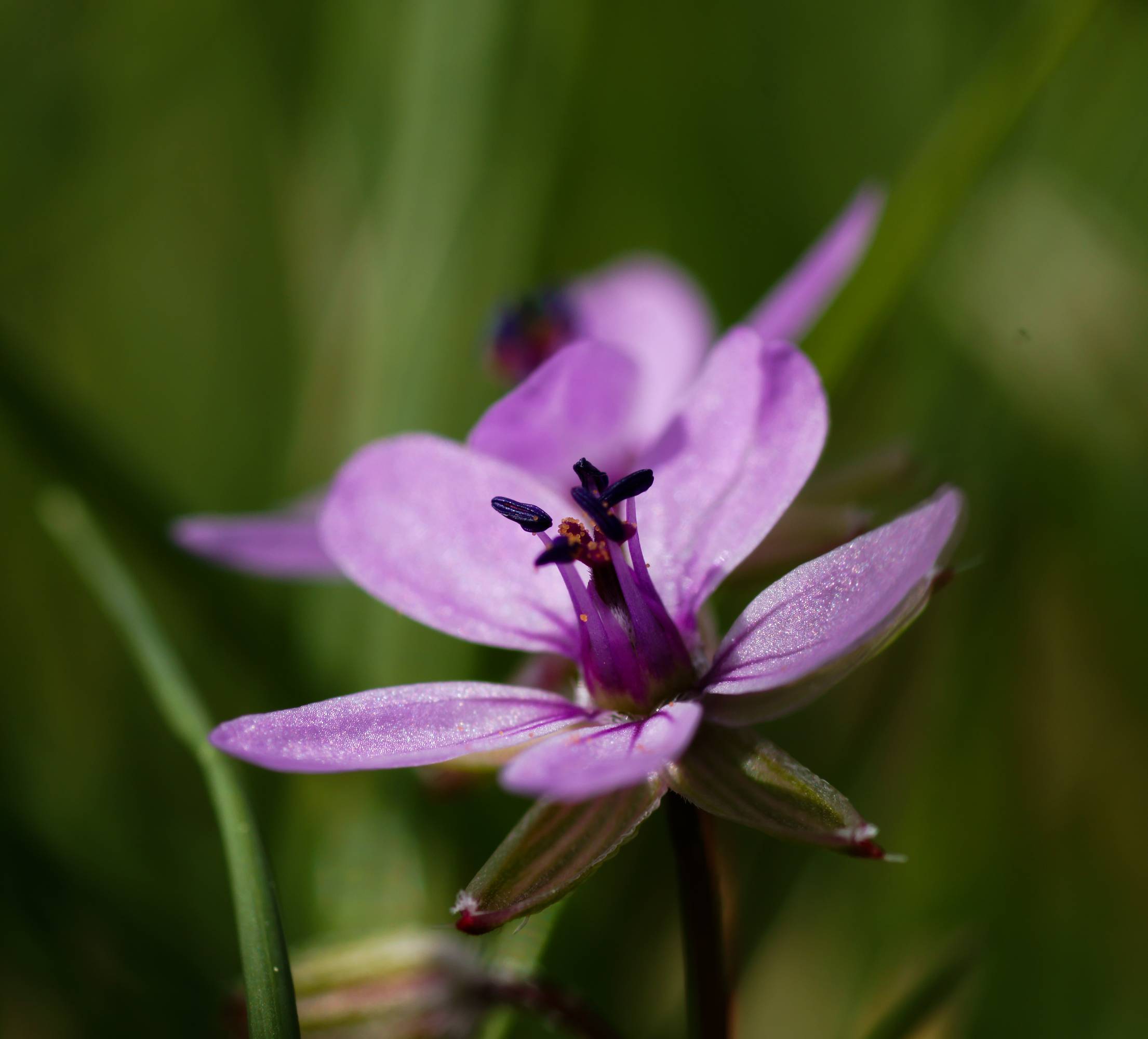 FLR25-Erodium-bec-de-grue-de-Arnaud-Risold.jpg