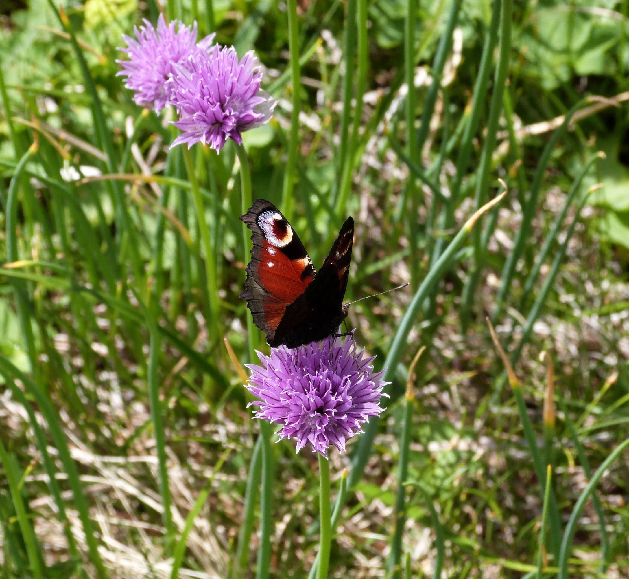 FLR26-Fleur-de-ciboulette-Lac des Cerces-de-Severine Pigot.jpg