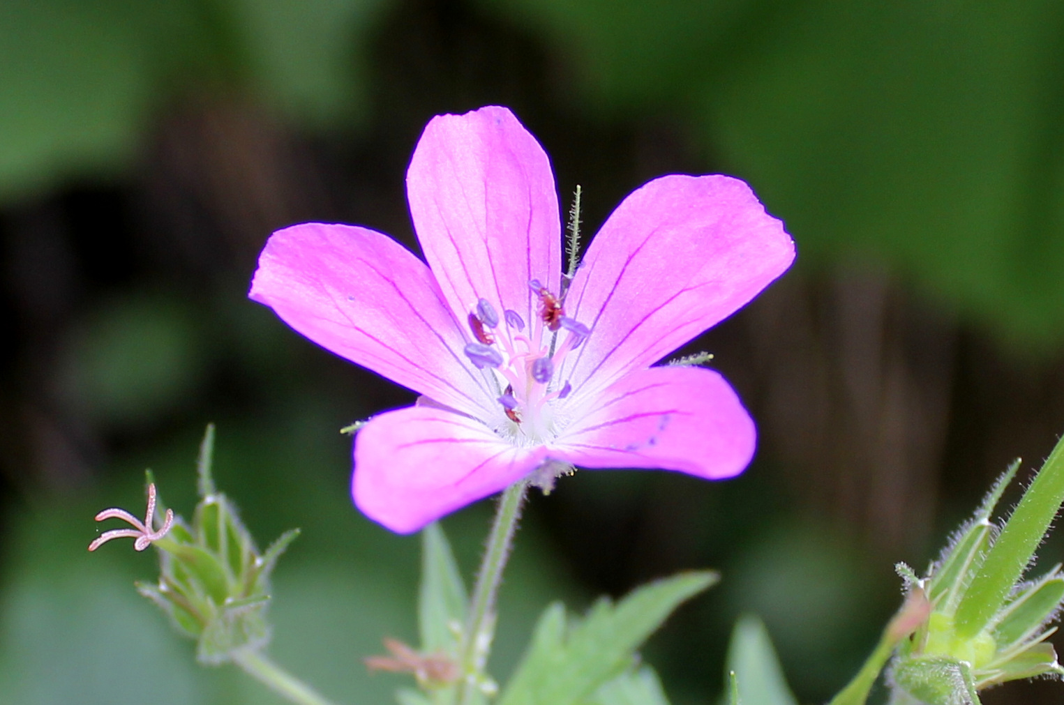 FLR34-Geranium-des-bois-et-ses-habitants-de-Serge-Pigot.JPG