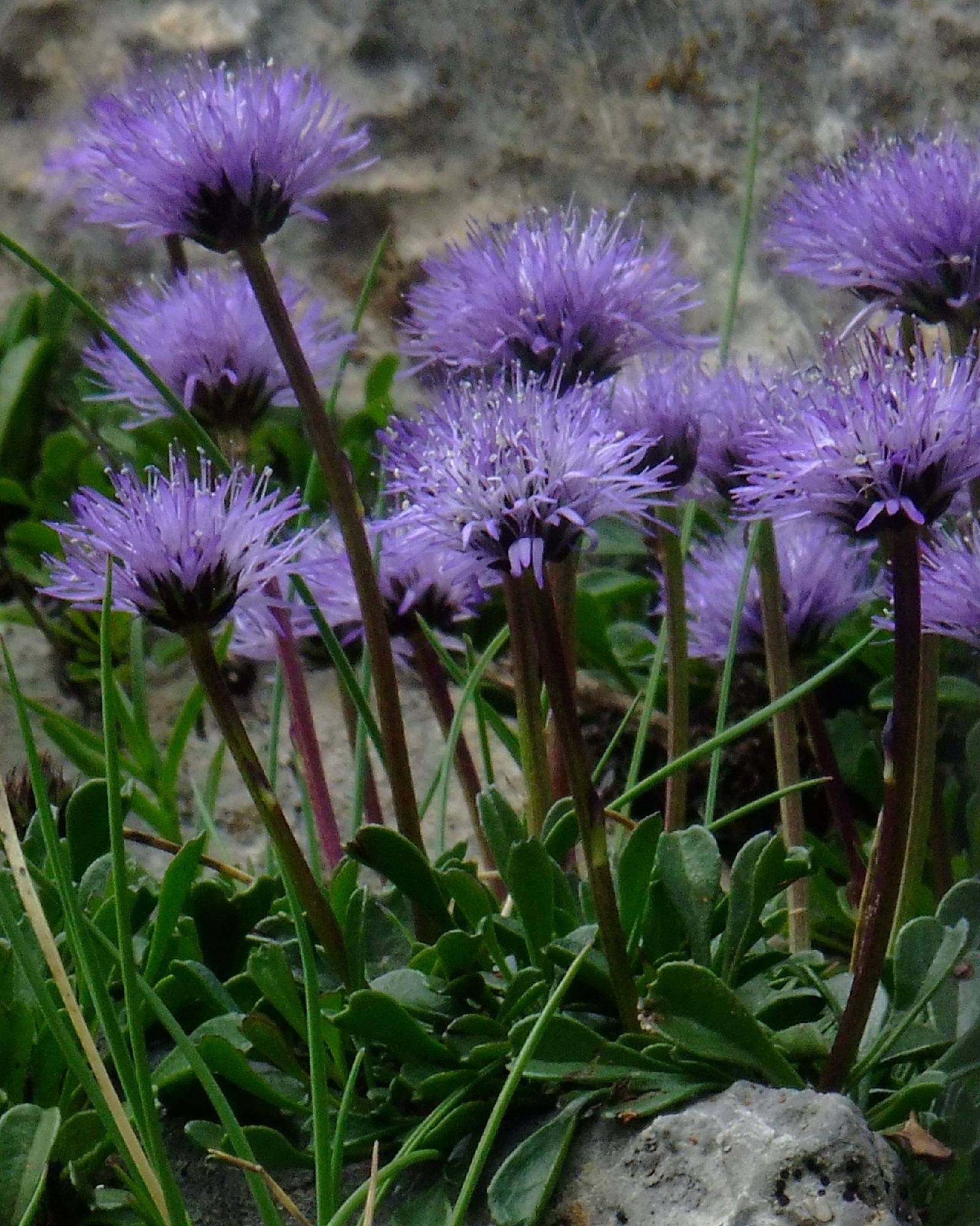 FLR35-Globulaire-cardifolia-de-Sylvain-Weiller.jpg