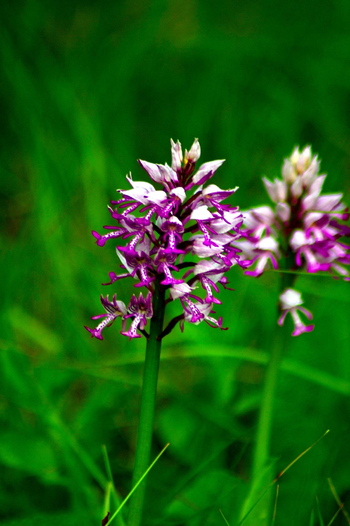 FLR41-orchis-de-Mathilde-Vandiesse.jpg