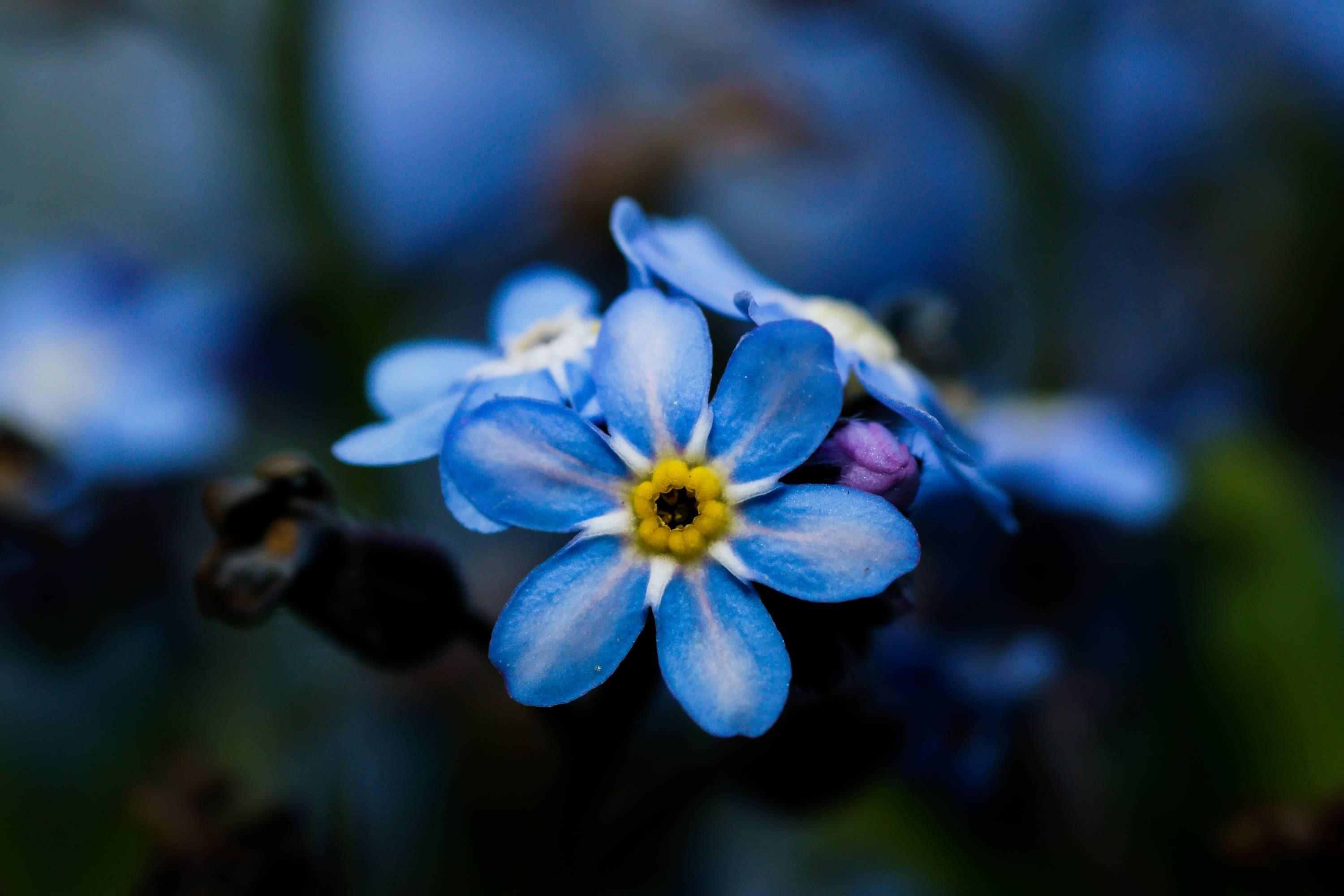 FLR42-Myosotis-arvensis-de-Arnaud-Risold.jpg