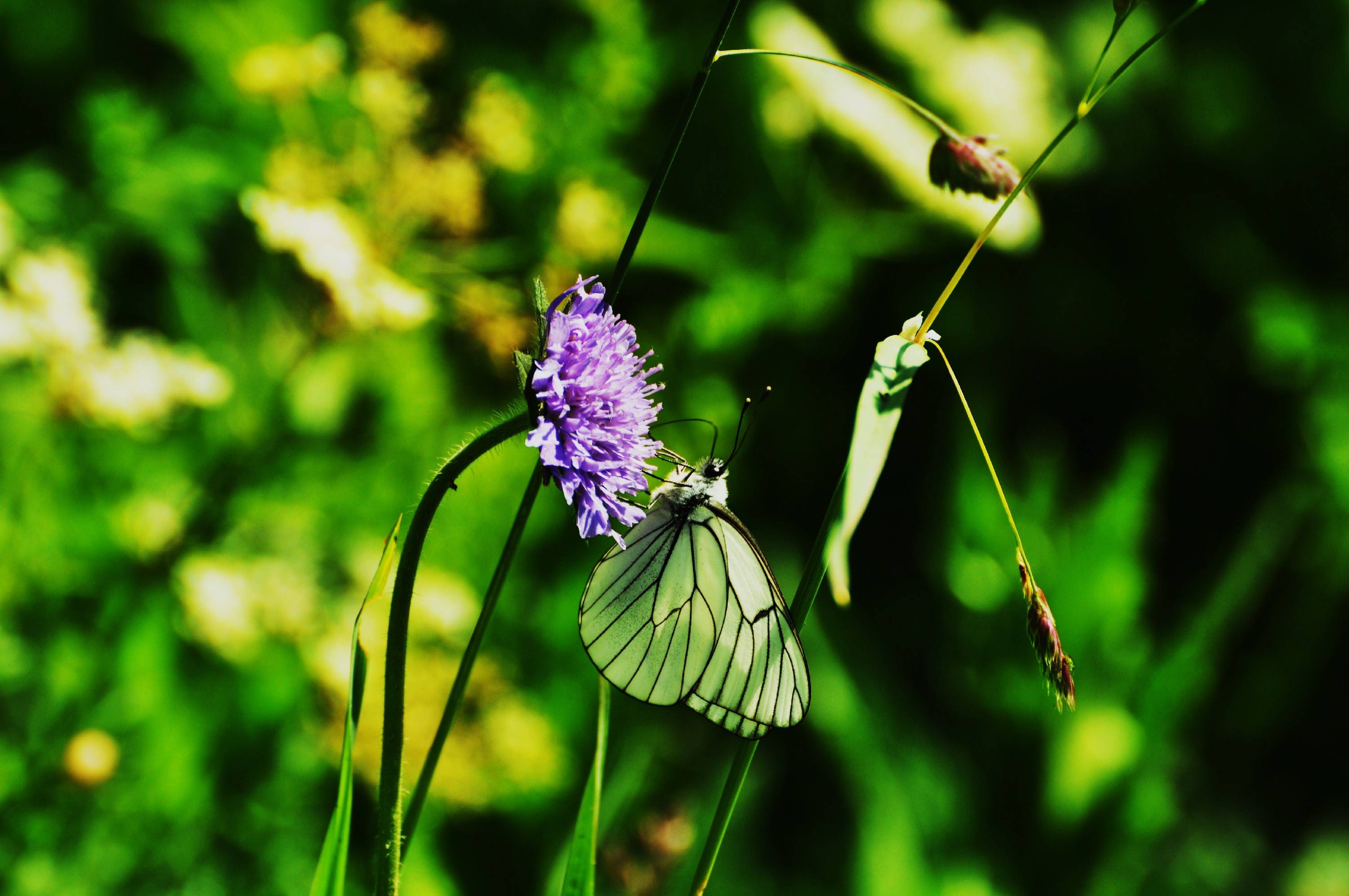 FLR53-scabieuse-et-papillon-gaze-de-Nicolas-Bore.JPG