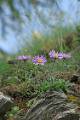 FLR04-aster-des-alpes-de-Isabelle-Battentier