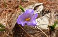 FLR20-Crocus-au-trois-Croix-de-Stephanie-Lonchampt