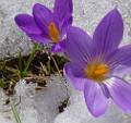 FLR21-Crocus-dans-neige-de-Jean-Coulon