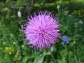 FLR22-Echinops-de-Christian-Soeur