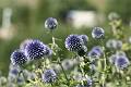 FLR23-Echinops-de-Hubert-Dodat