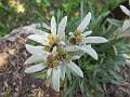 FLR24-Edelweiss-de-Gerard-Gourlan