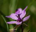 FLR25-Erodium-bec-de-grue-de-Arnaud-Risold