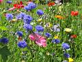 FLR27-Fleurs-variees-Jardin-de-Gerard-Gourlan