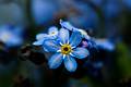 FLR42-Myosotis-arvensis-de-Arnaud-Risold