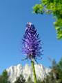 FLR49-raiponce-a-feuilles-de-betoine-de-Nathalie-Brivet
