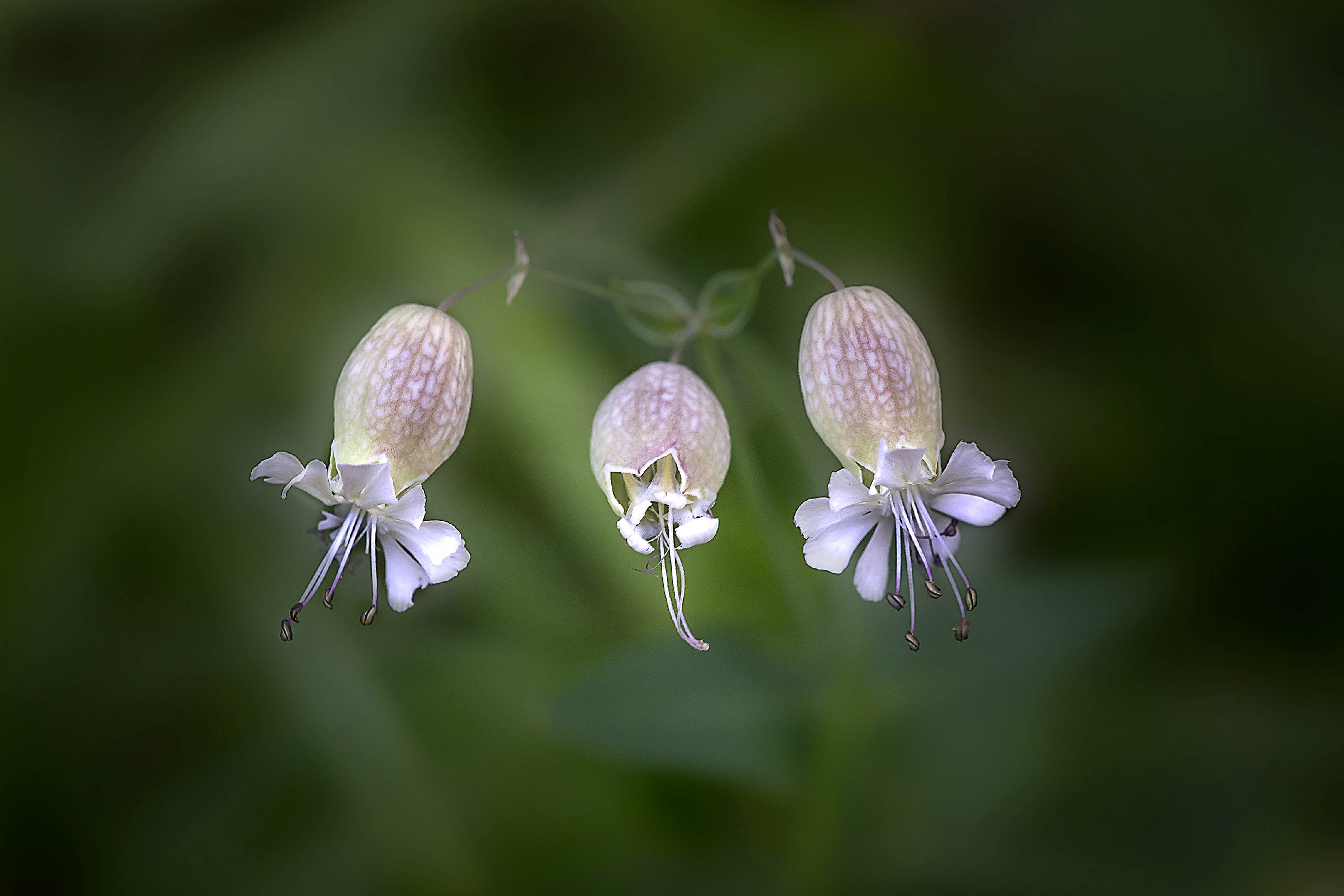 FL03-Silene-de-Jean-Claude-Suhr.jpg