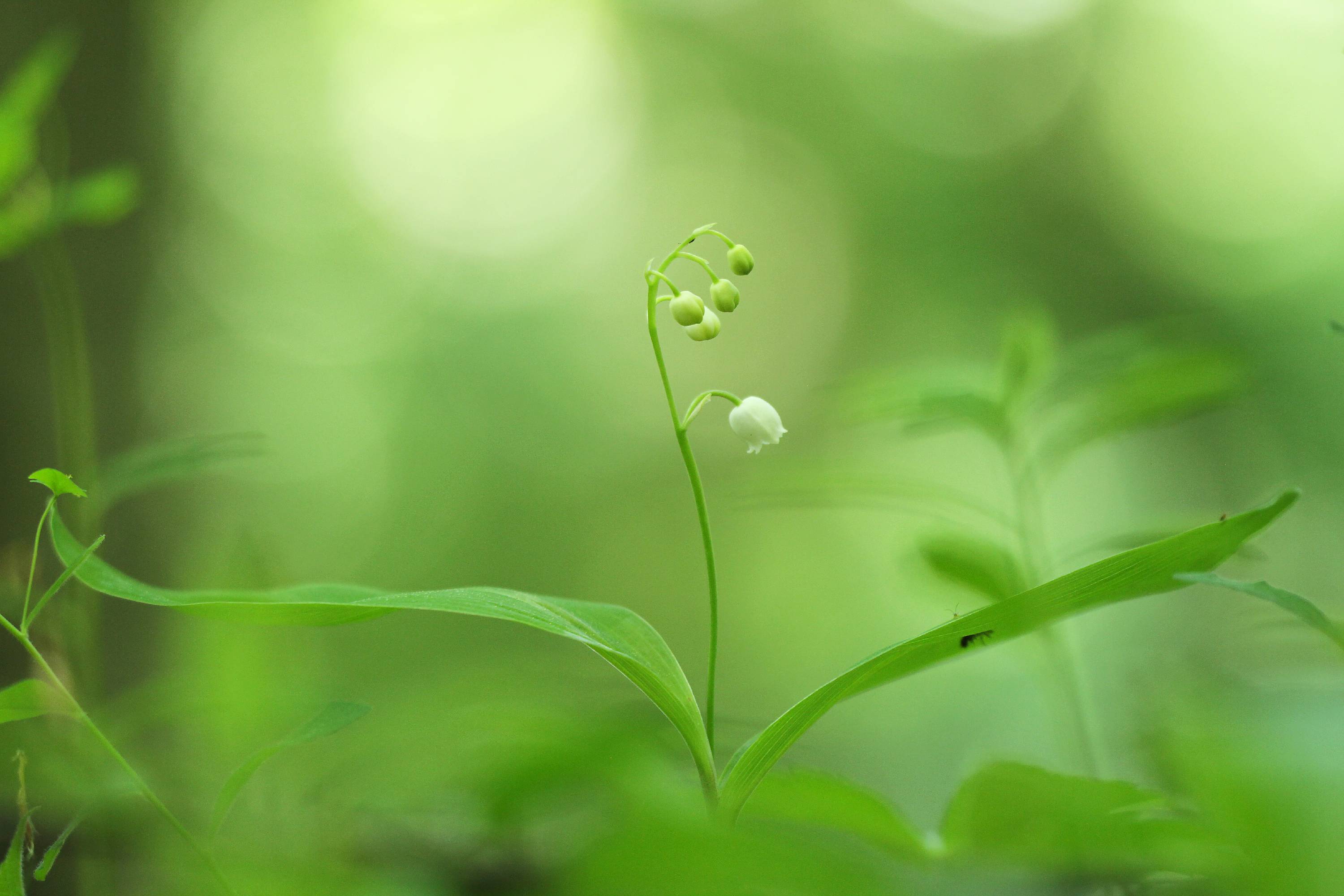 FL05-Muguet-de-olivier_tourillon.jpg - Muguet