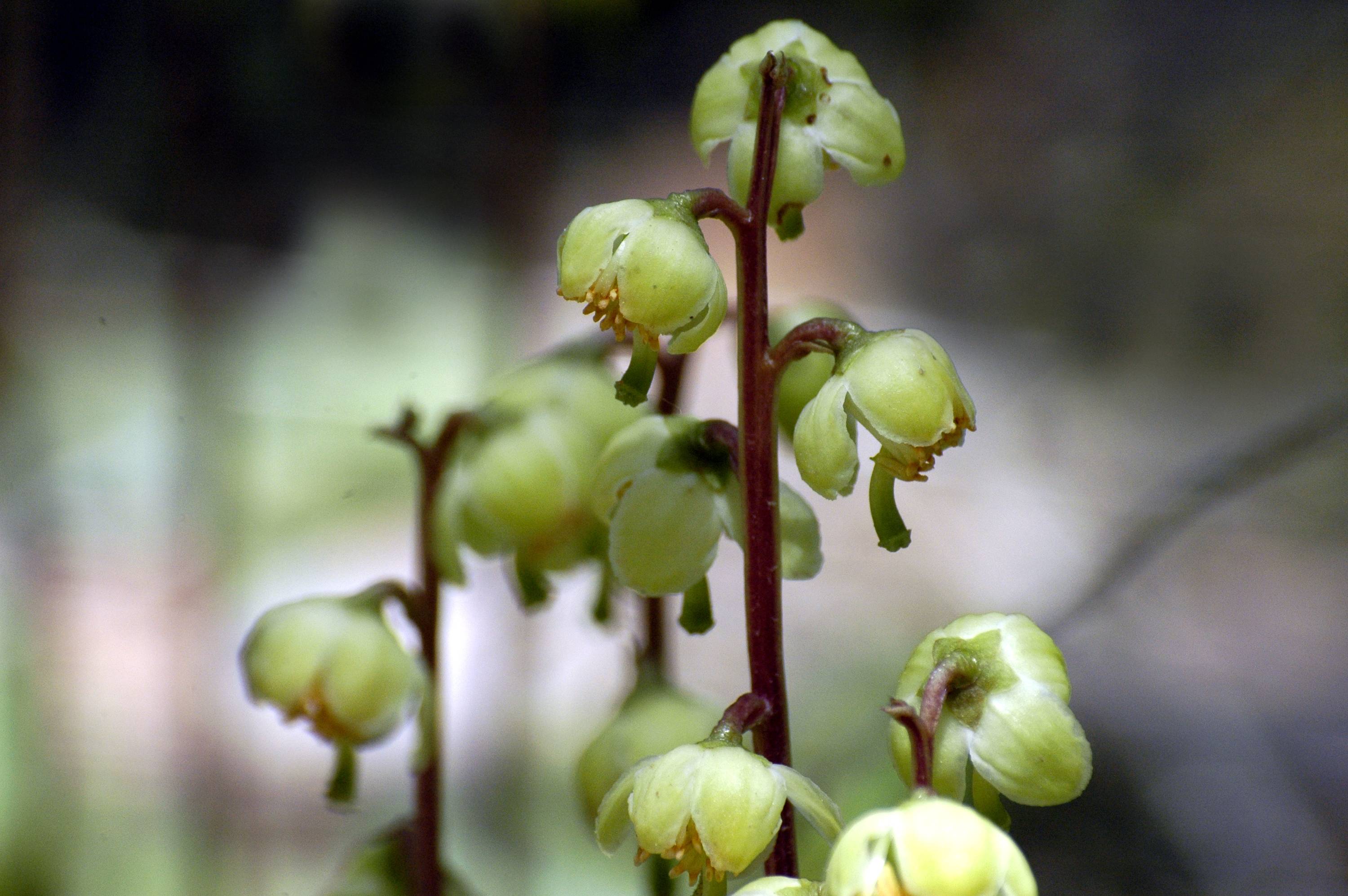 FL07-Fleur-Pirole-verdatre-de-Gerard-Augert.JPG