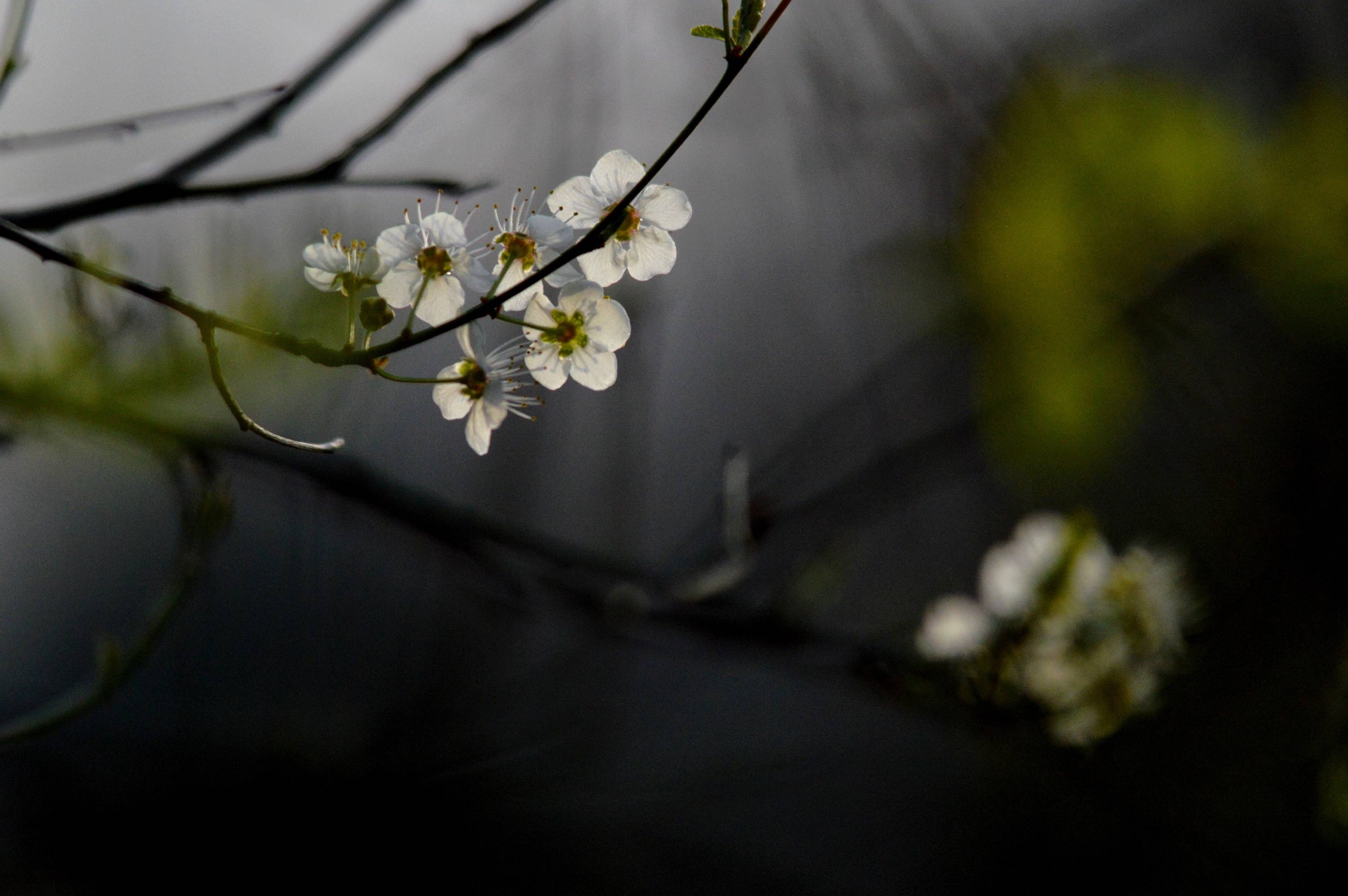 FL15-Fleurs-d-aubepines-de-Romain-Doucelin.jpg