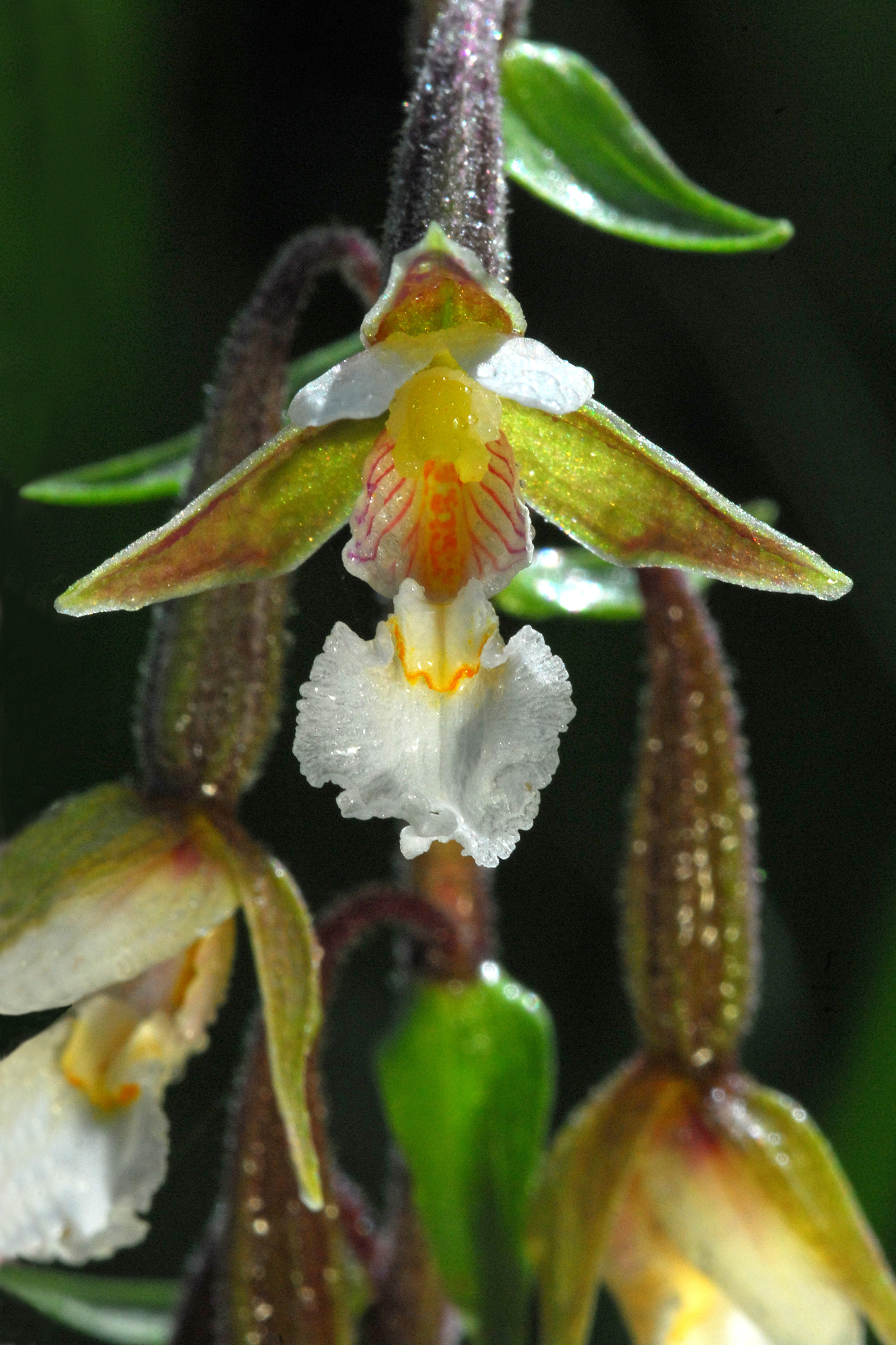 FL19-Orchis-des-marais-de-Gerard-Parigot.JPG