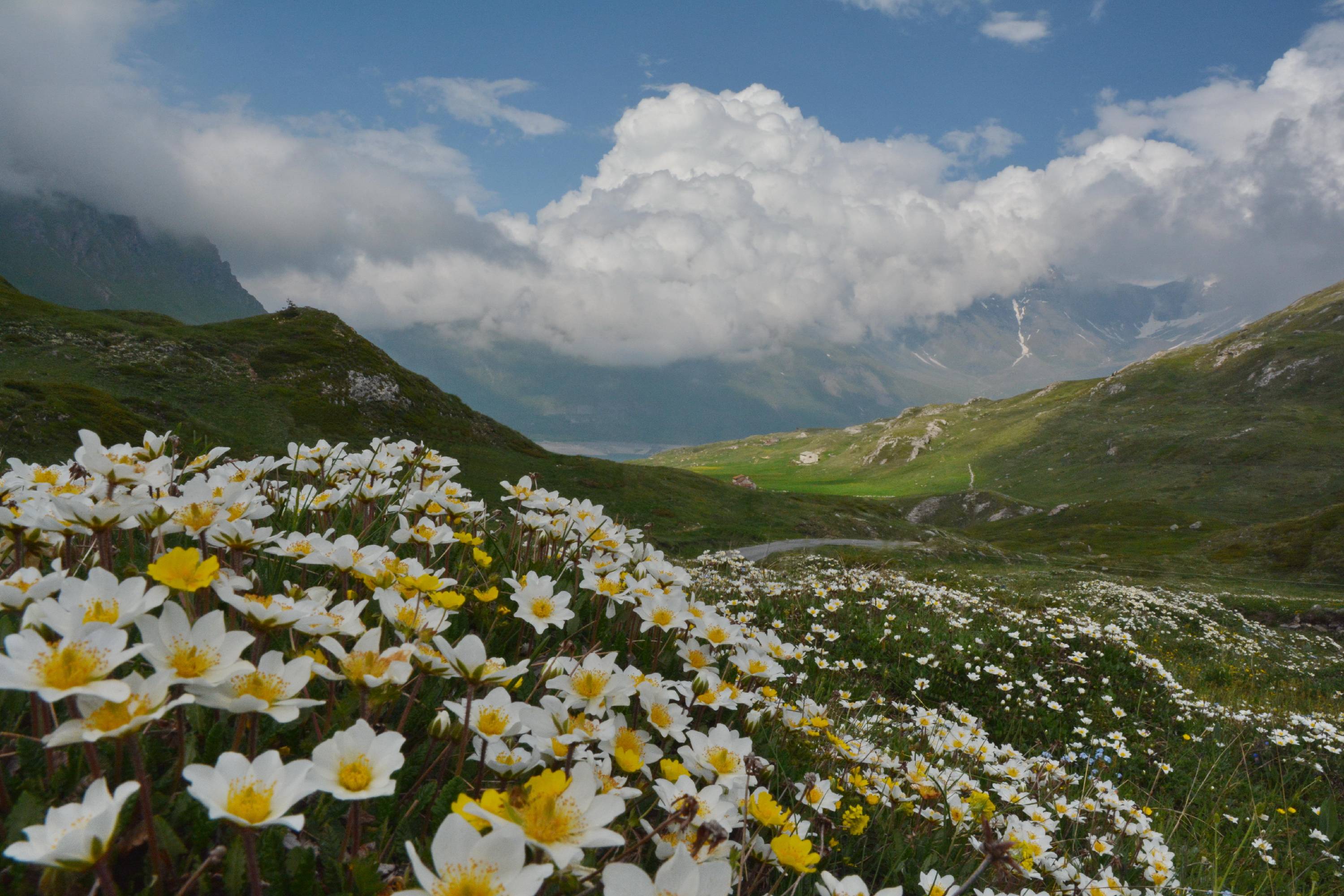 FL21-Anemones-pulsatilles-sur-la-route-du-Mont-Cenis-de-Yves-Floret.jpg