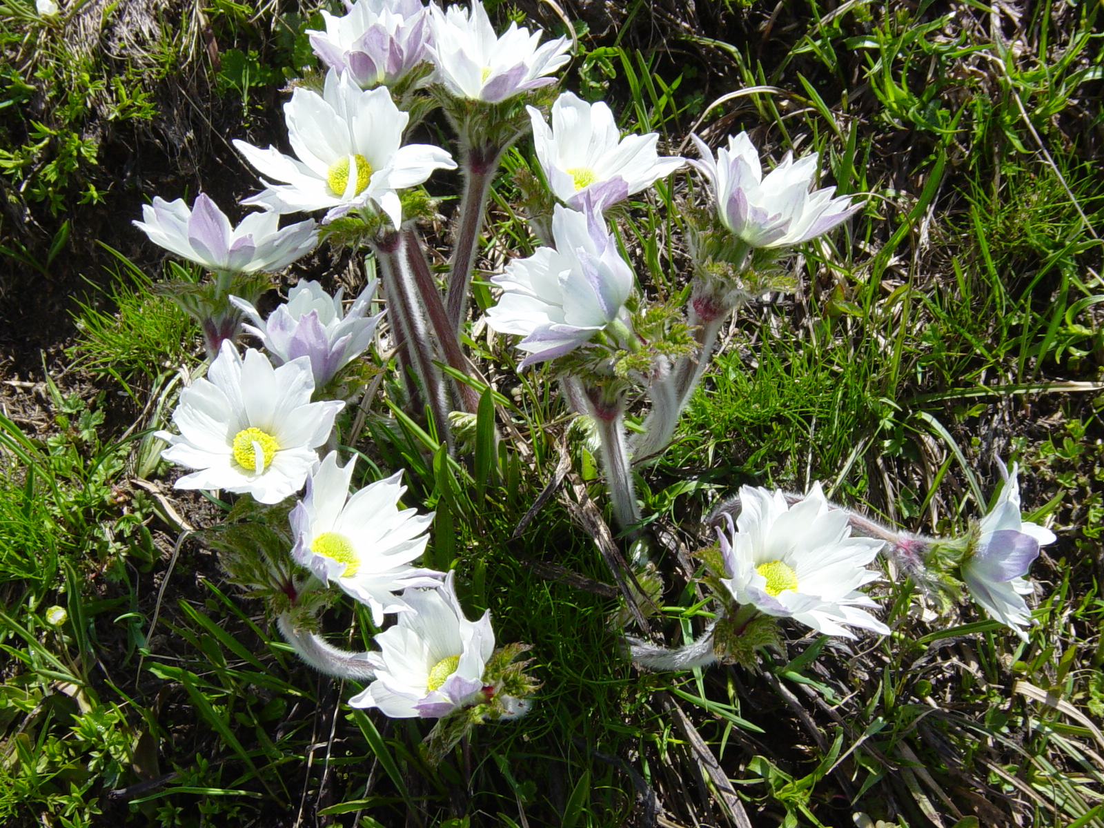 FL22-Anemone-Pulsatille-de-Jean-Coulon.JPG