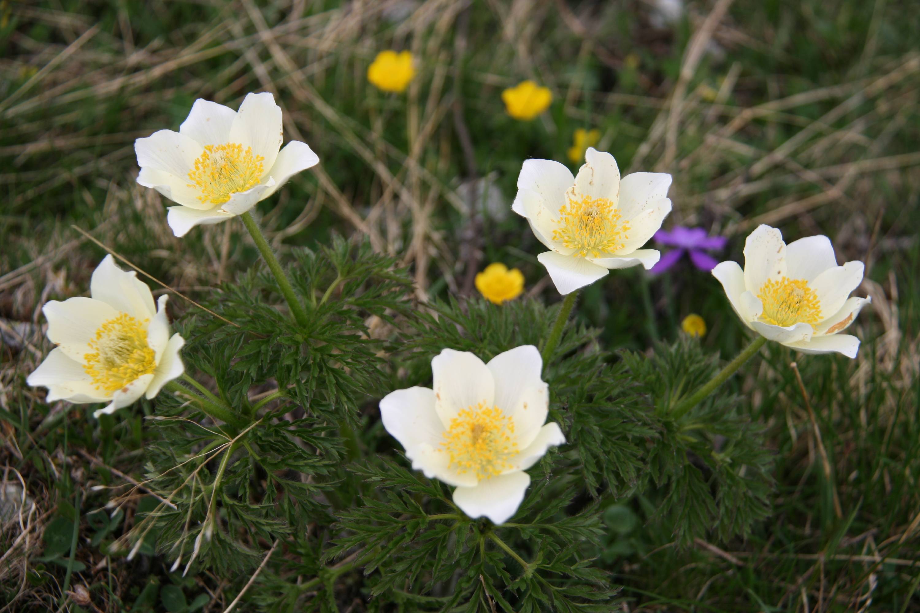 FL23-Anemone-pulsatille-de-Veronique-Borri.jpg