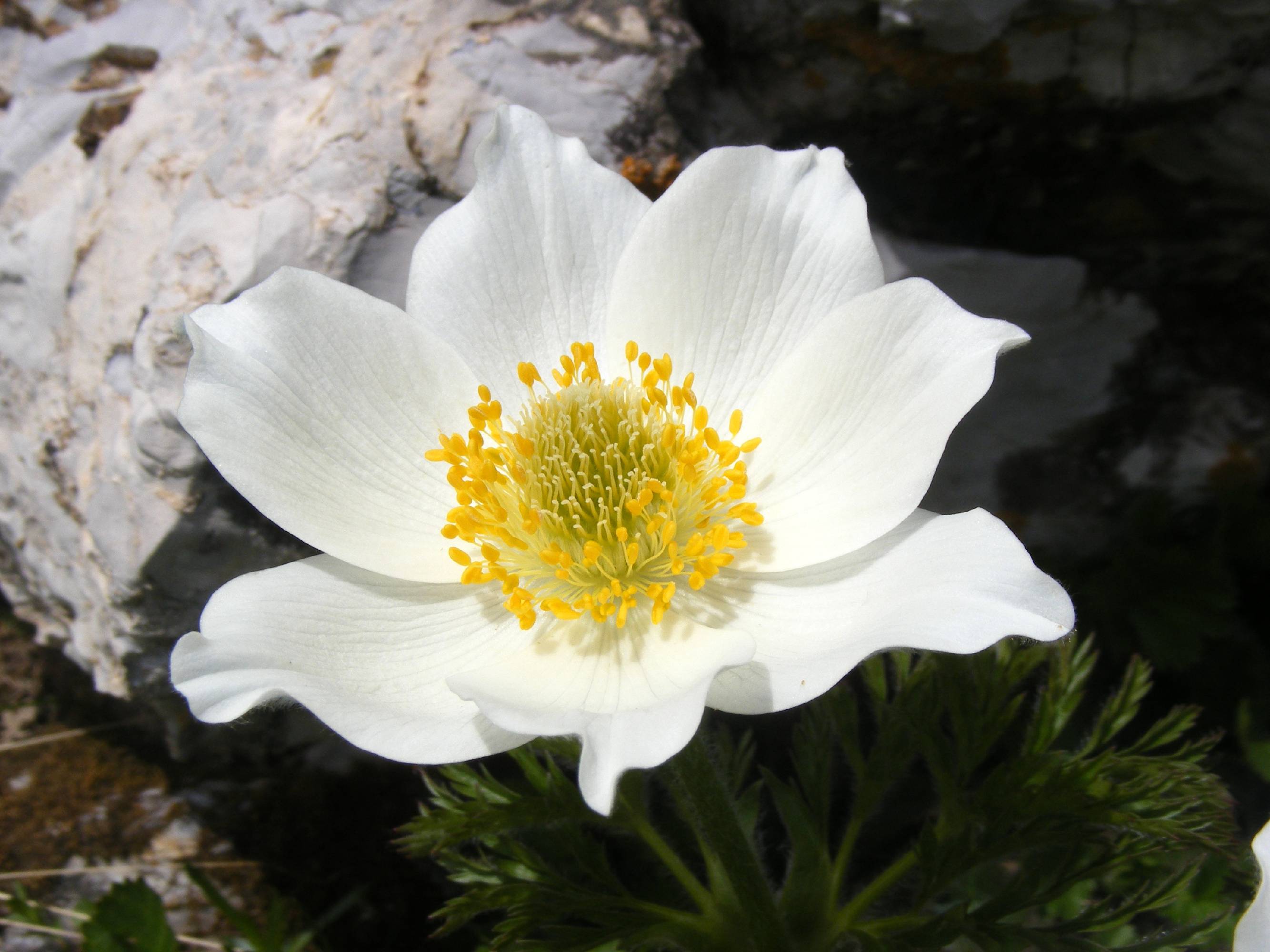 FL24-Anemone-pulsatille-de-Alzati-Rosida.jpg