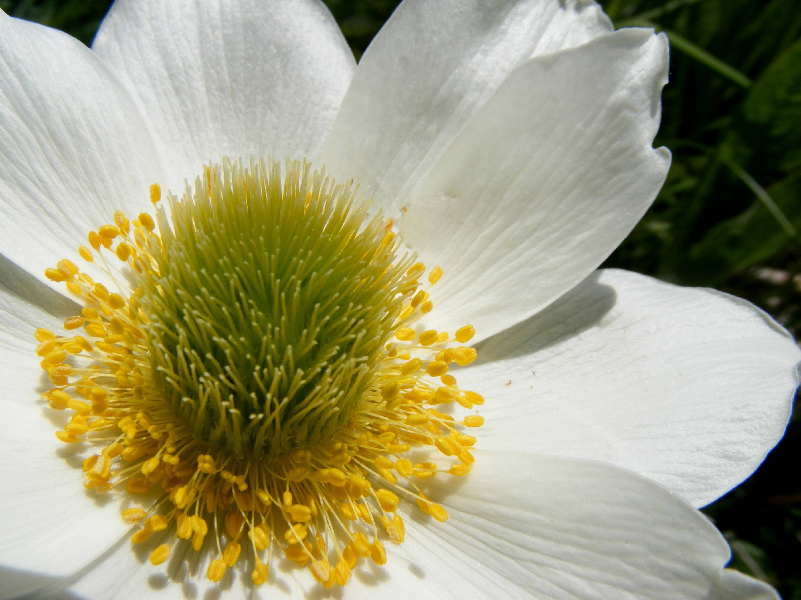 FL25-Details-de-Anemone-Pulsatille-printaniere-de-Barbara-Dalsoglio.jpg