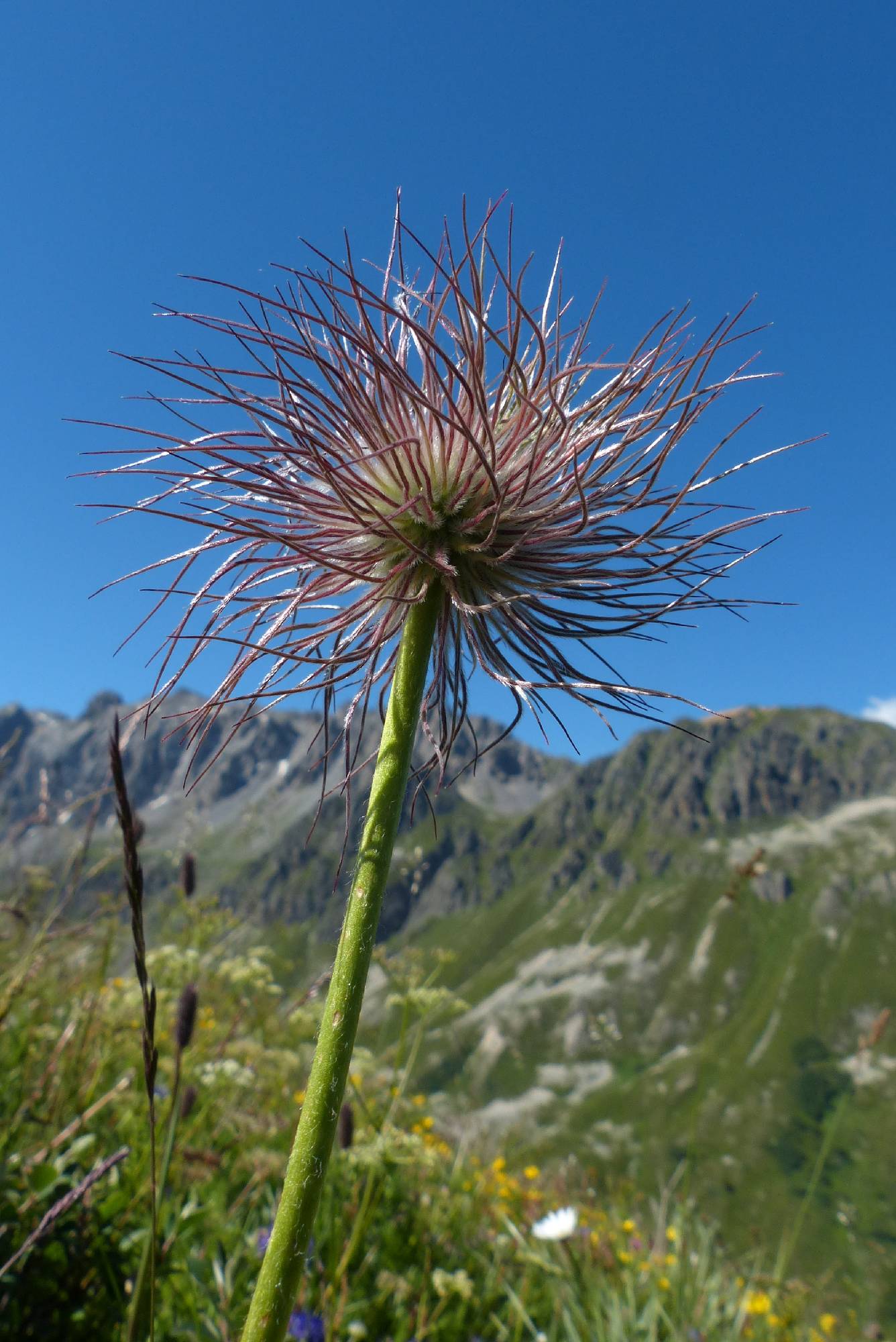 FL26-Anemone-pulsatille-epeuse-de-Maxime-Breant.JPG