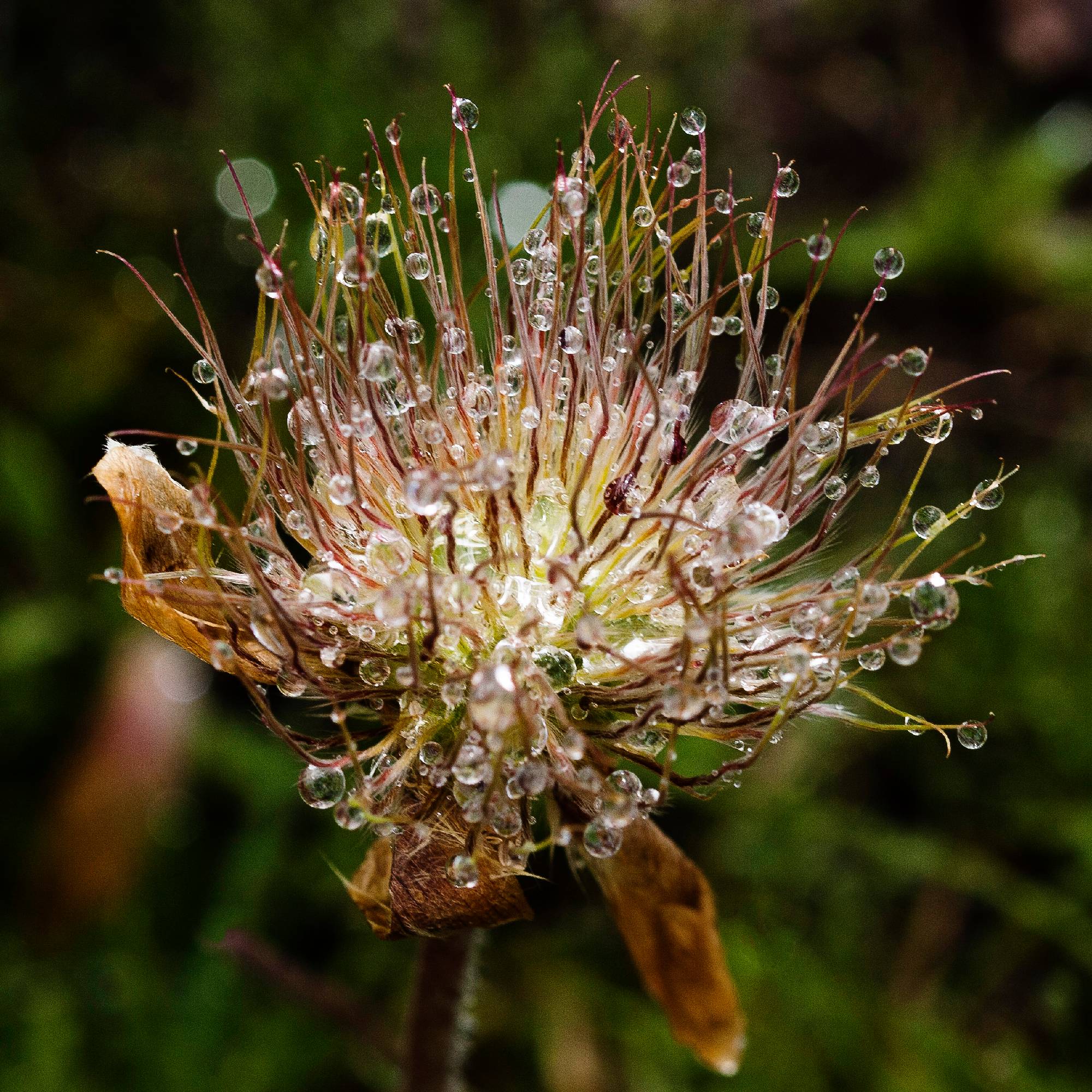 FL27-Anemone-pulsatille-epeuse-de-Katia-De-Mey.jpg