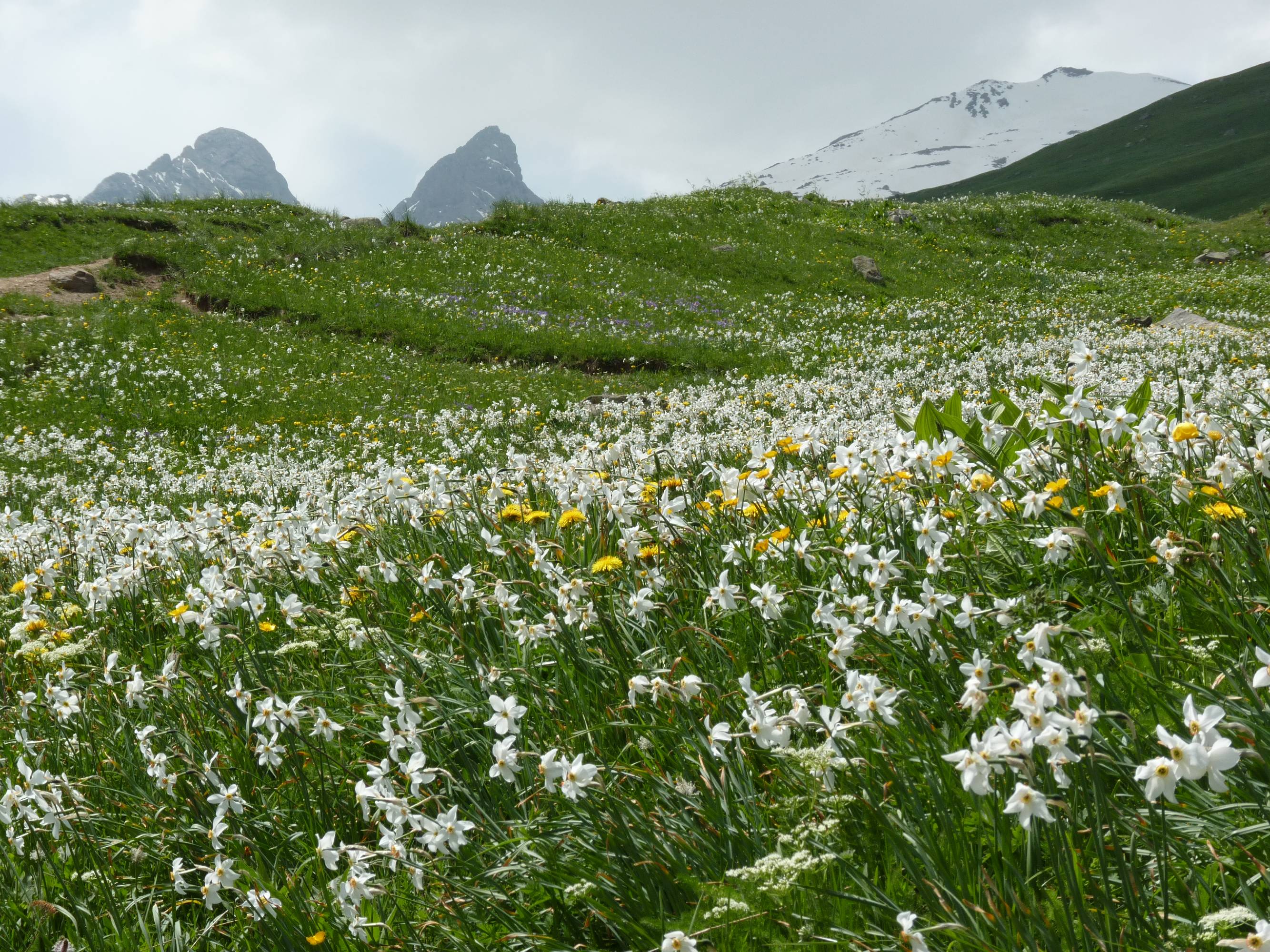 FL28-Champ-de-Narcisses-sur-la-route-du-refuge-des-Aiguillesd-Arve-de-Cathie-Marchand..JPG