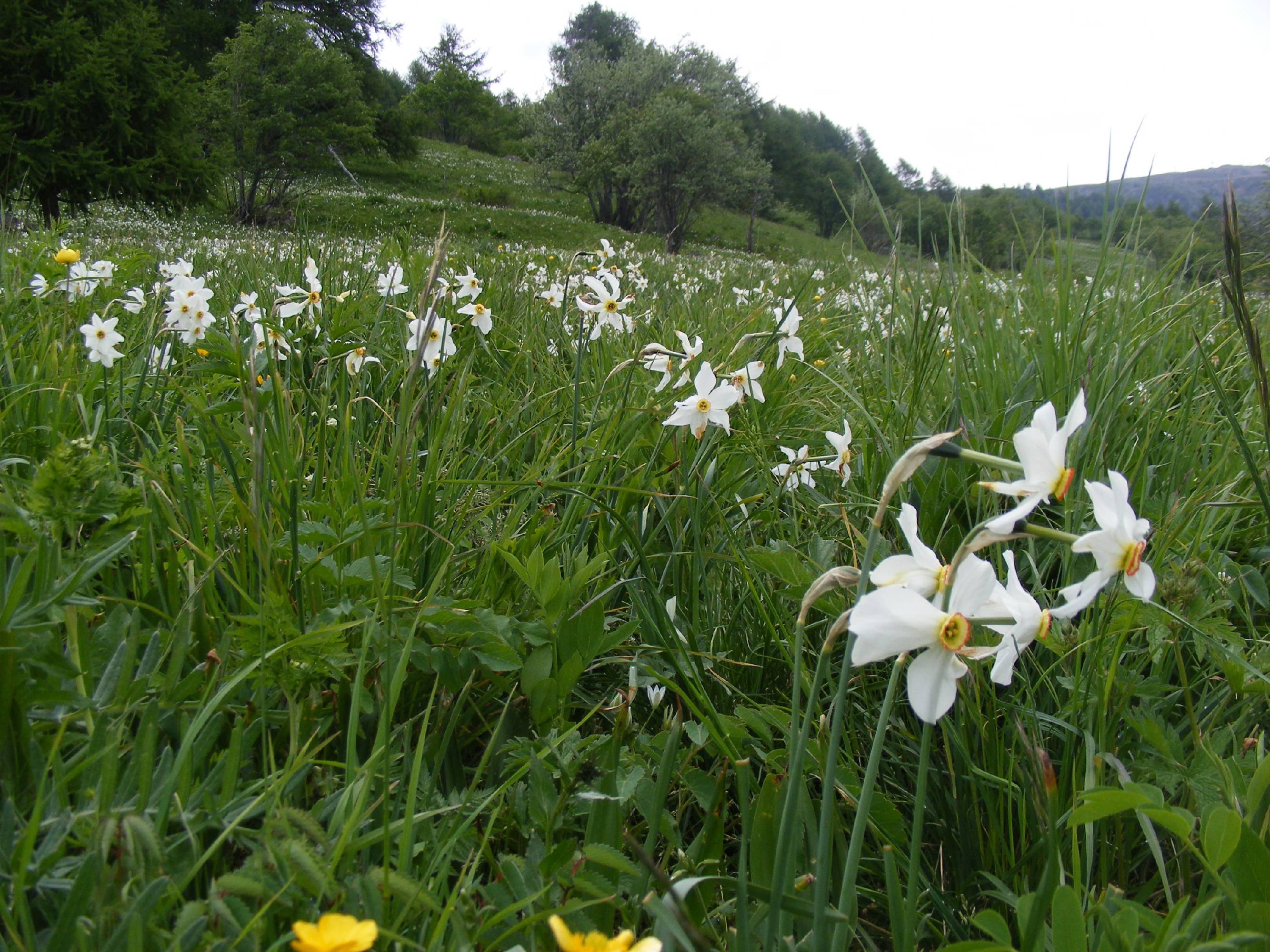 FL29-Champ-de-Narcisses-deRosida-Alzati.jpg