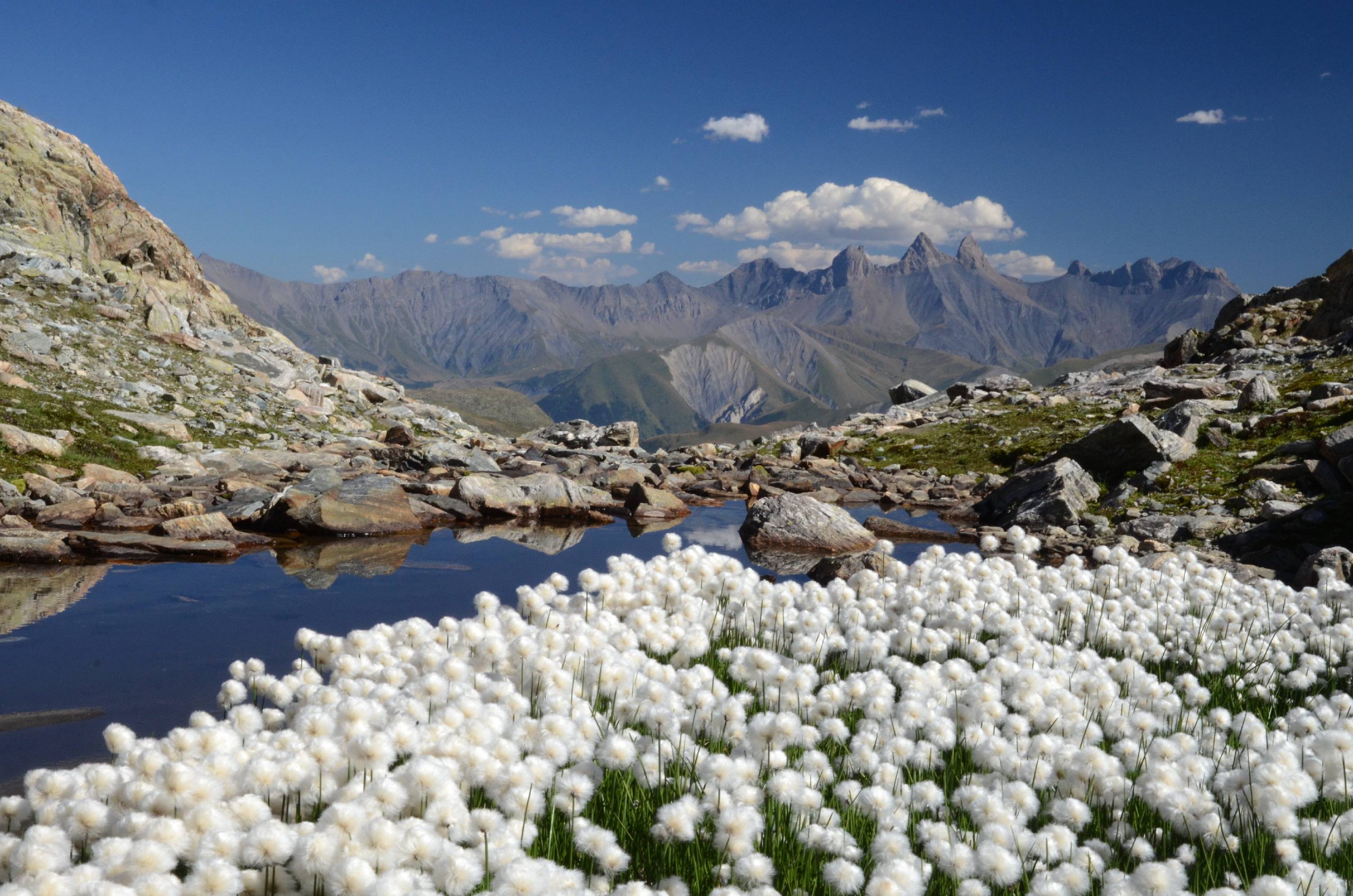 FL32-Linaigrettes-Lac-de-la-Croix-au-col-du-Glandon-avec-Aiguilles-d-Arves-de-Yves-Floret.jpg