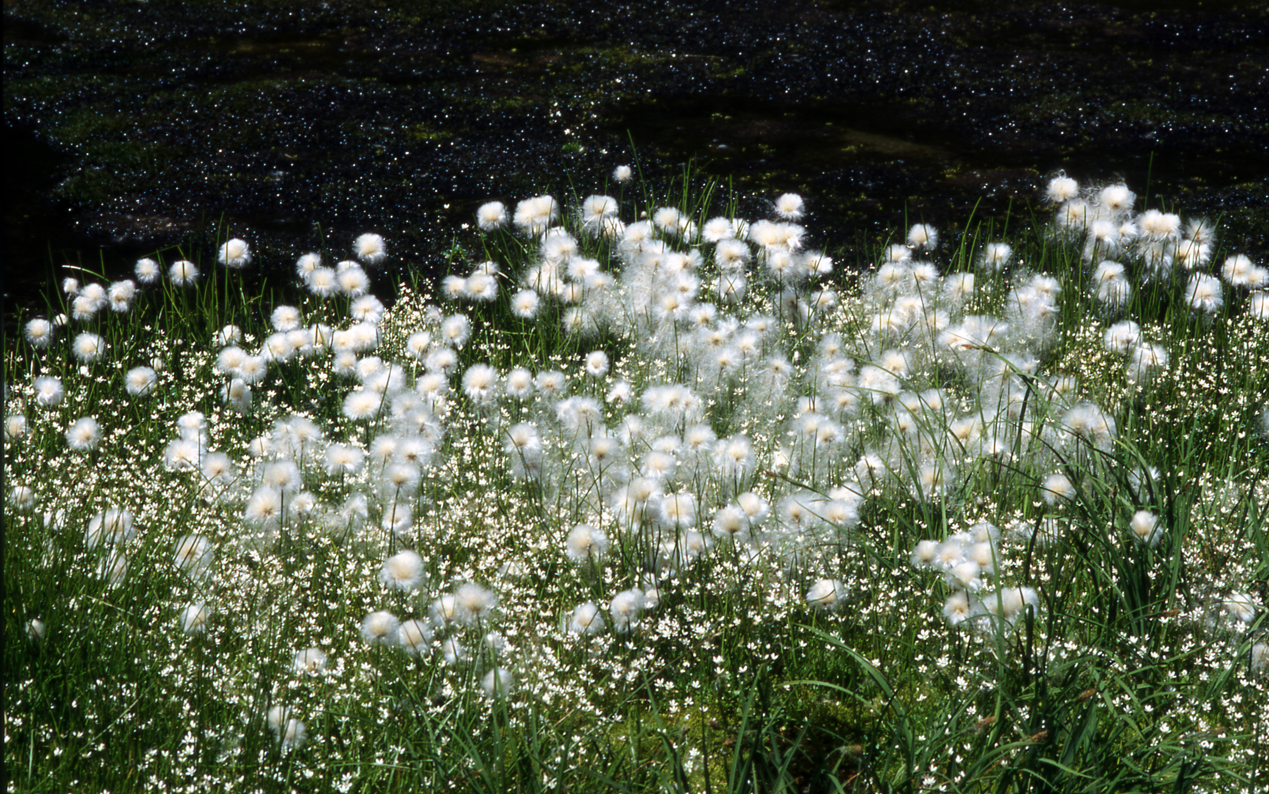 FL33-Linaigrettes-et-fleurs-blanches-de-Gerard-Parigot.jpg