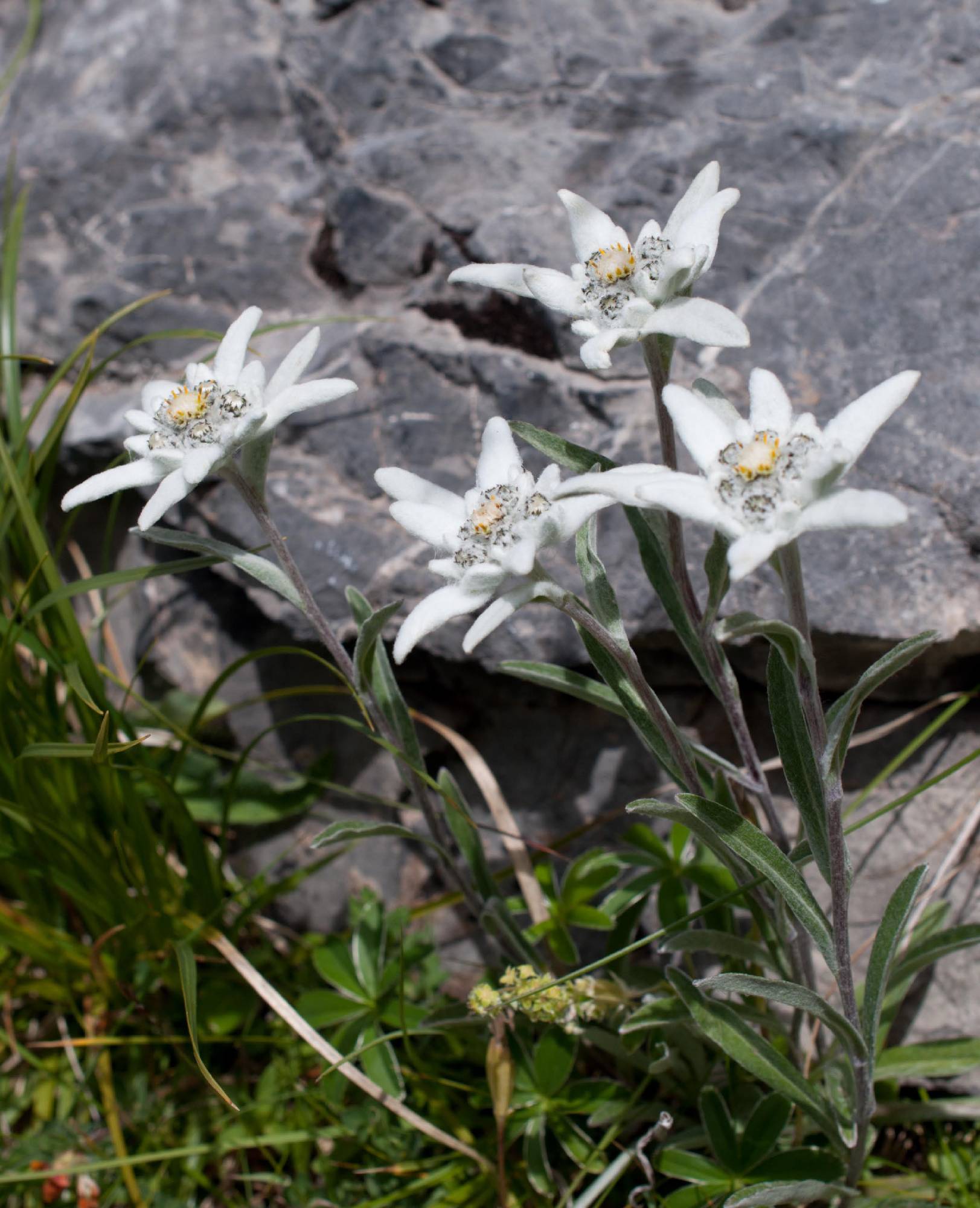 FL37-Edelweiss-de-Marc-Vilain.jpg