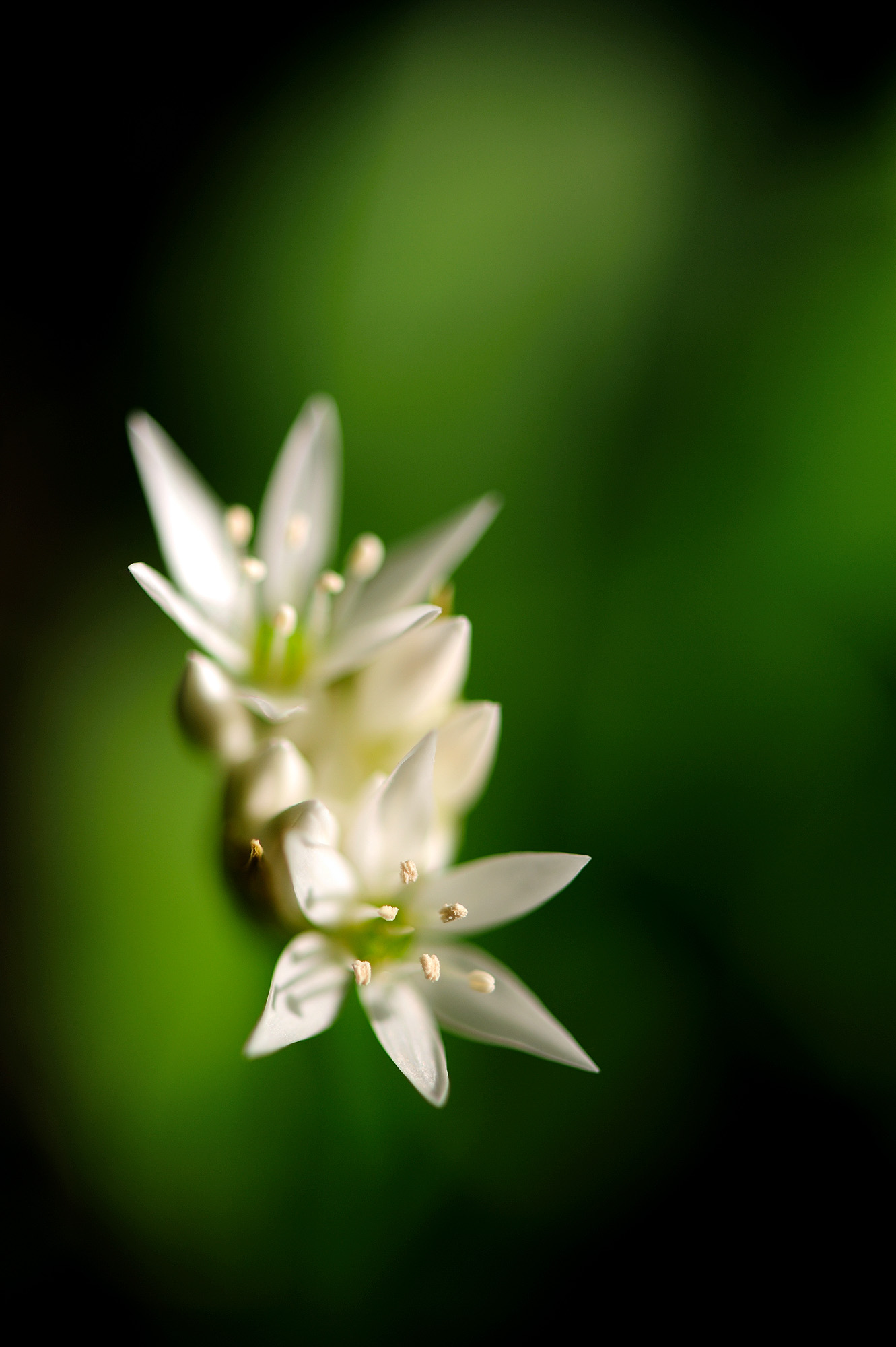 FL42-Fleurs-Ail-des-Ours-de-Sylvain-Clapot.jpg