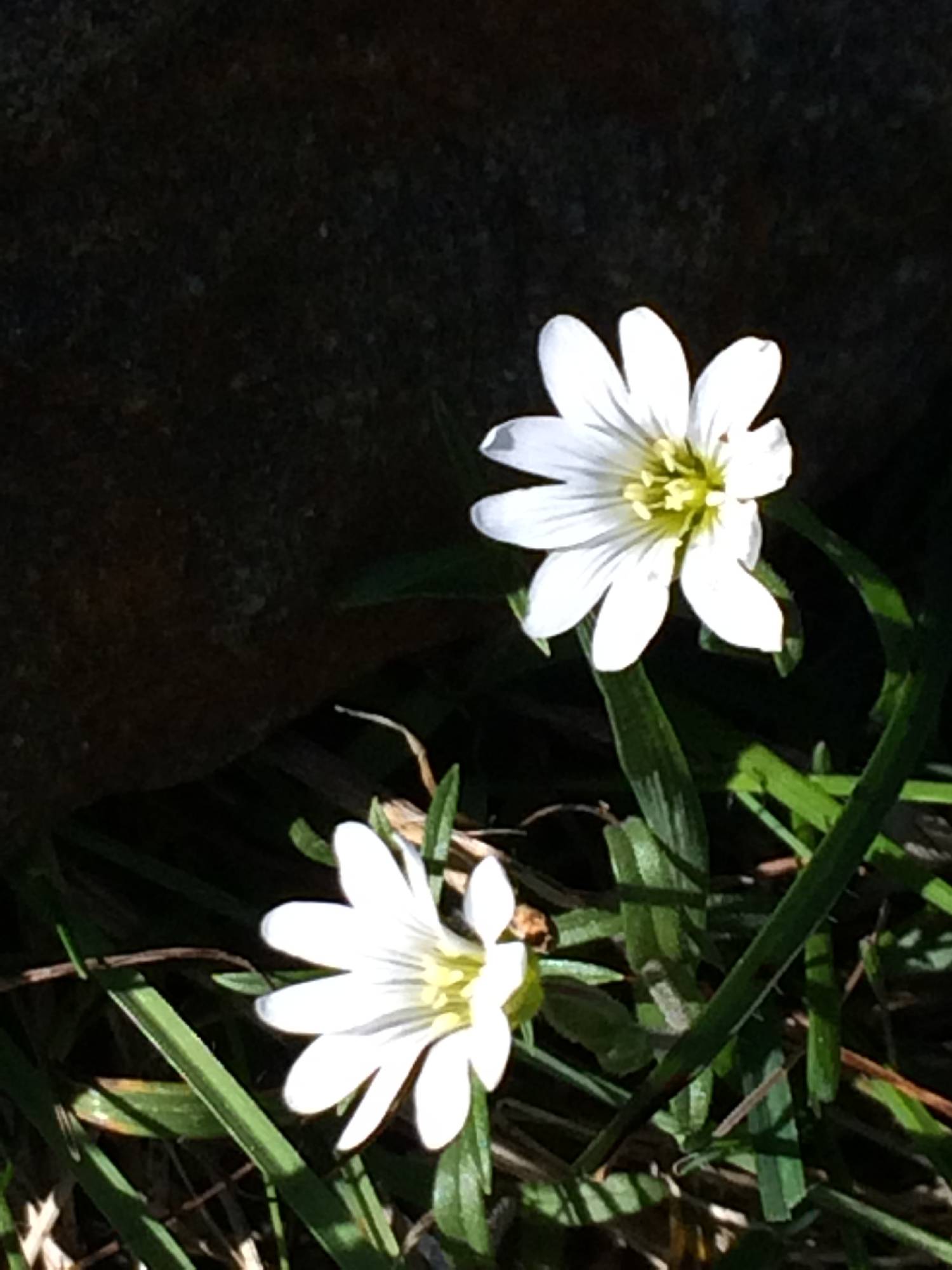 FL43-Gypsophile-des-alpes-de-Martine-Falcoz.jpg