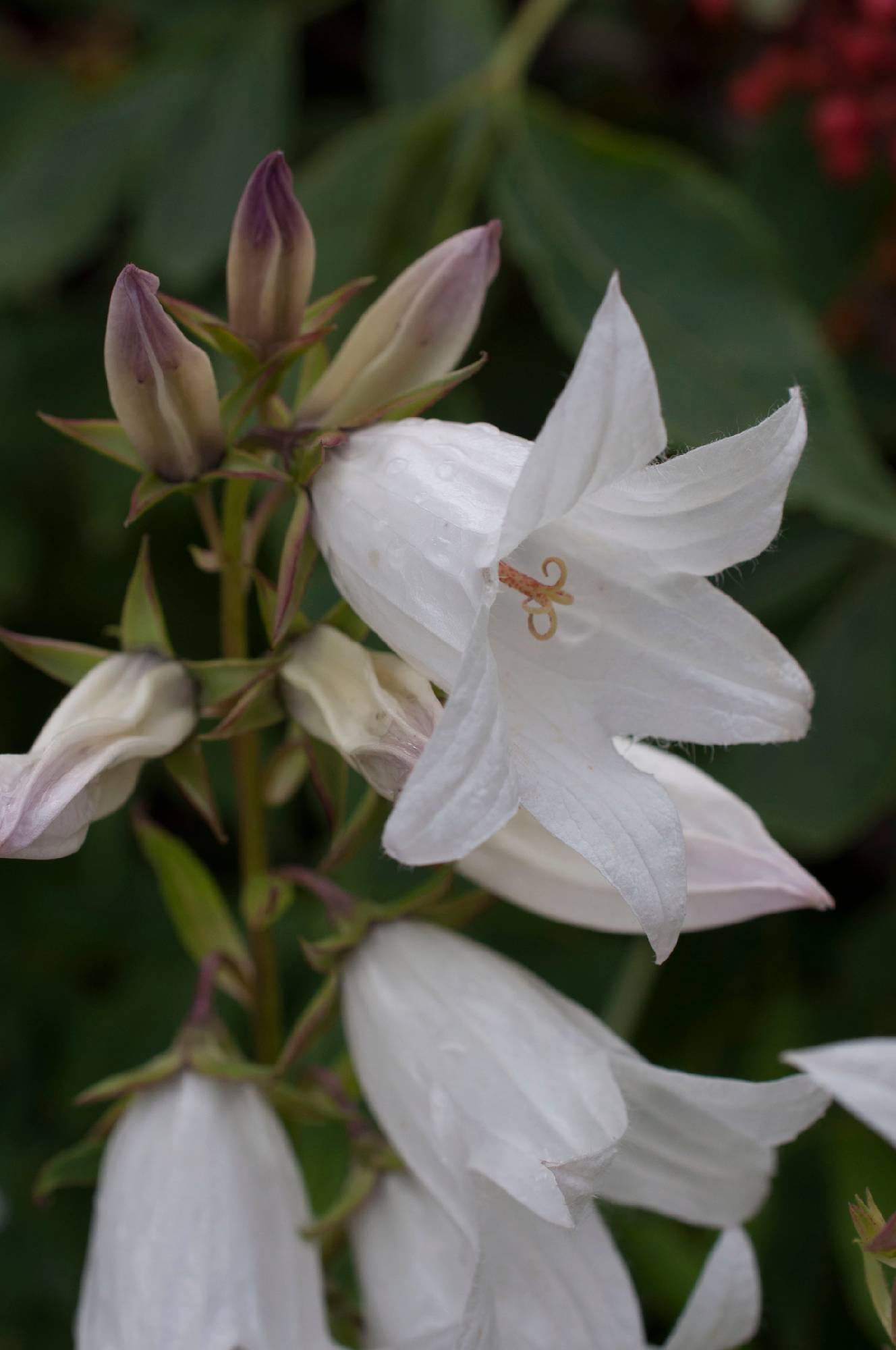 FL49-Campanule-blanche-de-Marc-Vilain.JPG