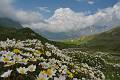 FL21-Anemones-pulsatilles-sur-la-route-du-Mont-Cenis-de-Yves-Floret