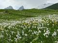 FL28-Champ-de-Narcisses-sur-la-route-du-refuge-des-Aiguillesd-Arve-de-Cathie-Marchand.