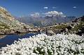 FL32-Linaigrettes-Lac-de-la-Croix-au-col-du-Glandon-avec-Aiguilles-d-Arves-de-Yves-Floret