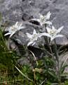FL37-Edelweiss-de-Marc-Vilain