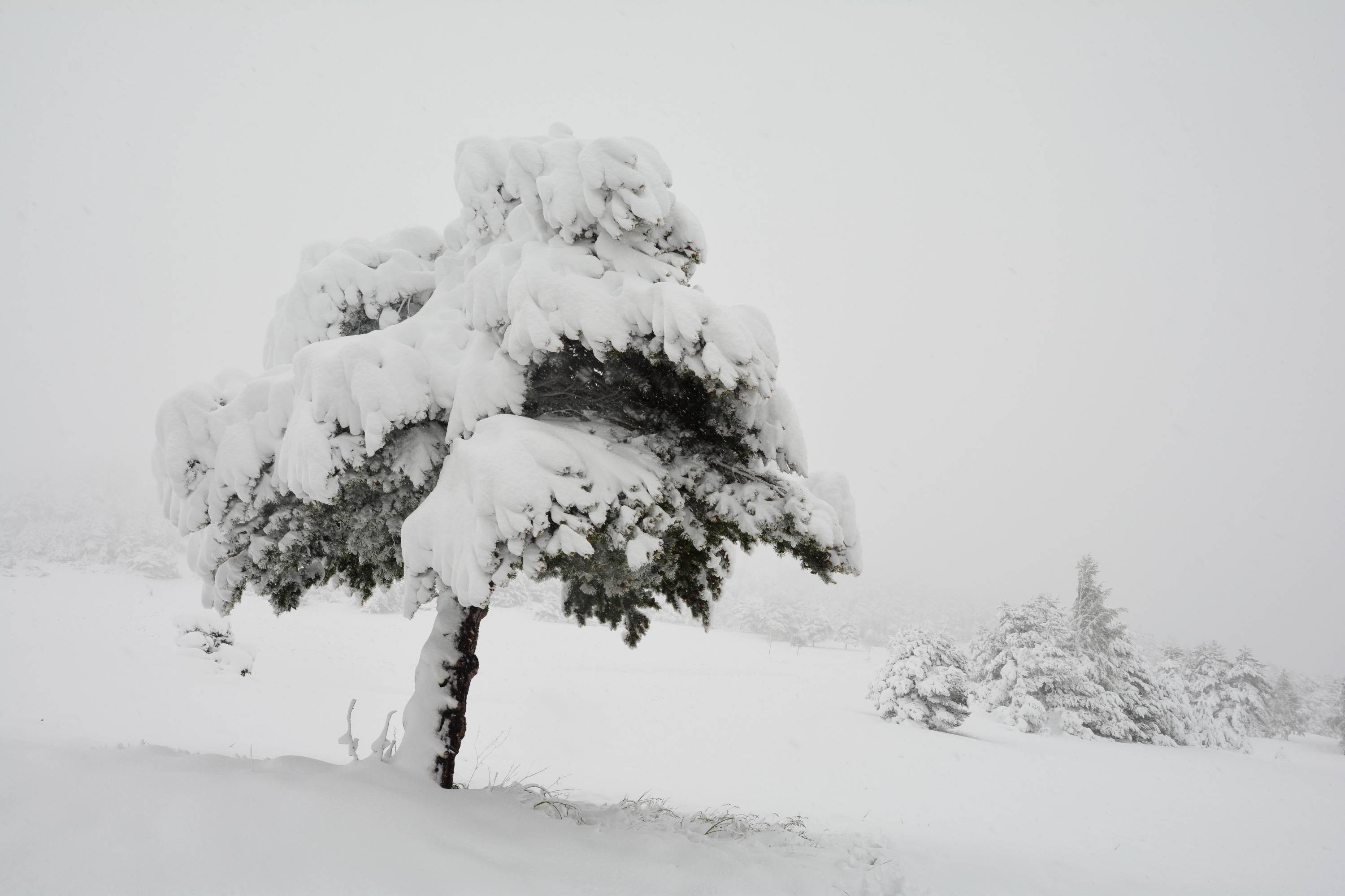 NG03-Arbre-avec-sa-Carapace-de-Neige-de-Yves-Floret.jpg