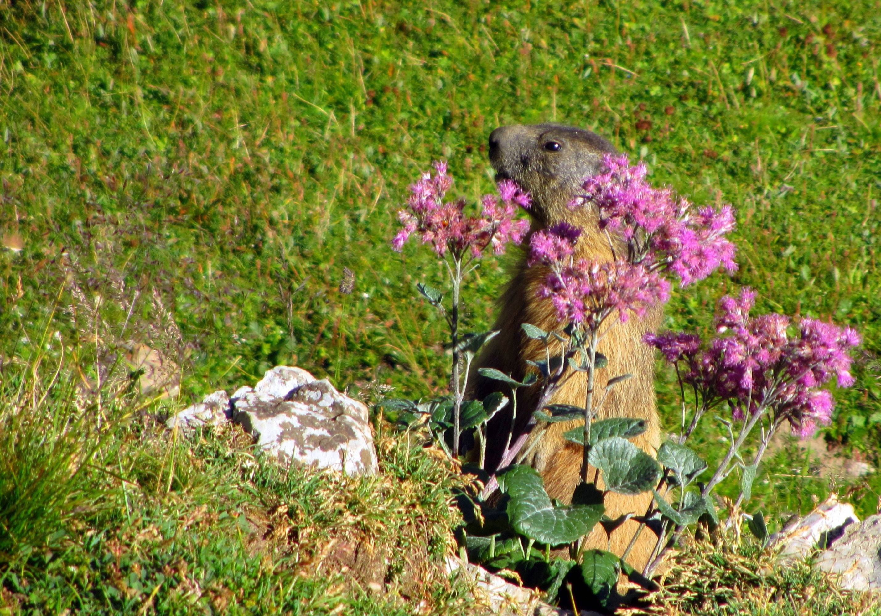 ORIG05-marmotte-jouant-a-cache-cache-de-Sylvain-Weiller.jpg