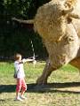 ORIG09-au-temps-des-Aurochs-a-Valloire-de-Hubert-Dodat