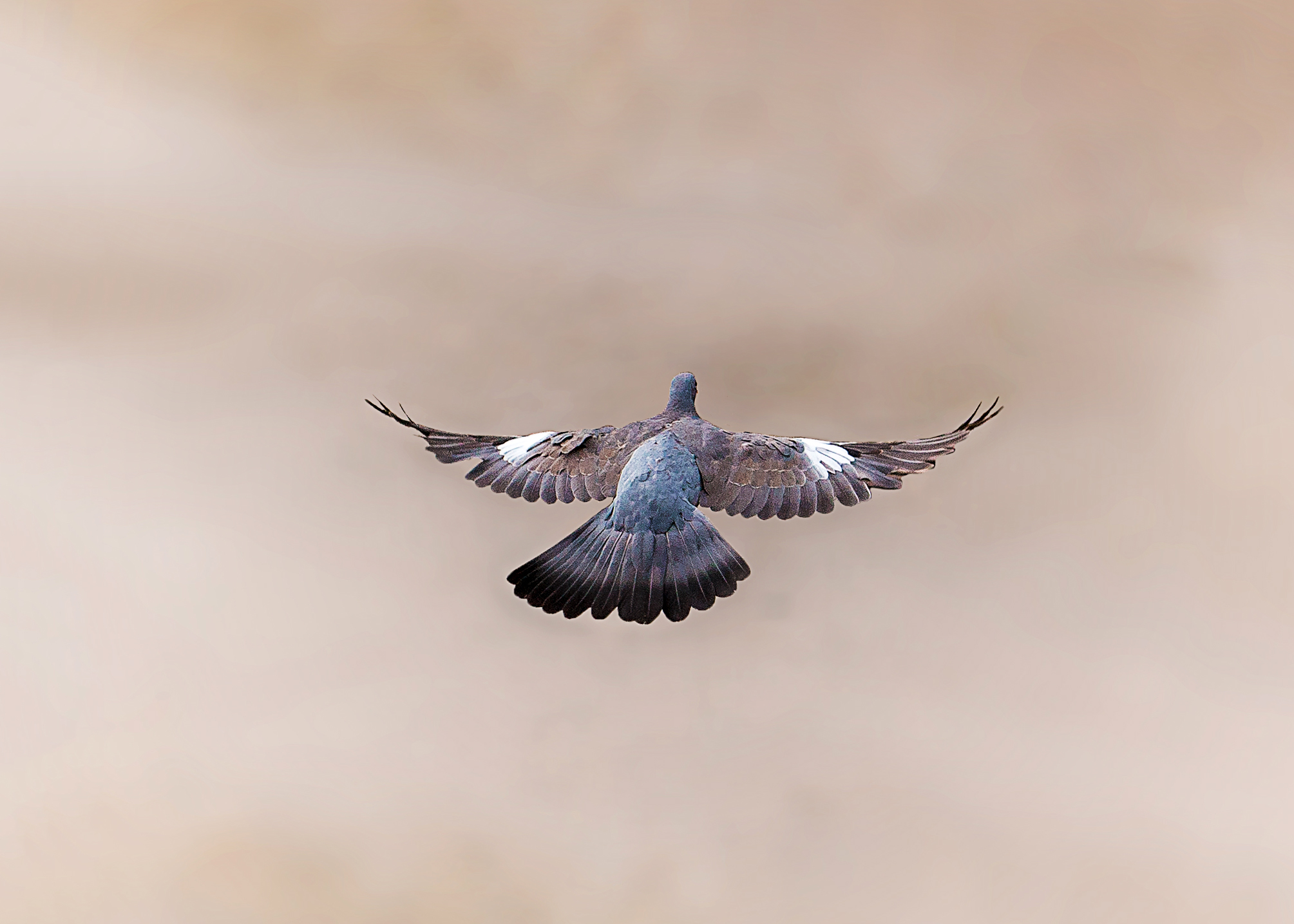 KIVL14-vol-pigeon-de-Jean-Claude-Suhr.jpg